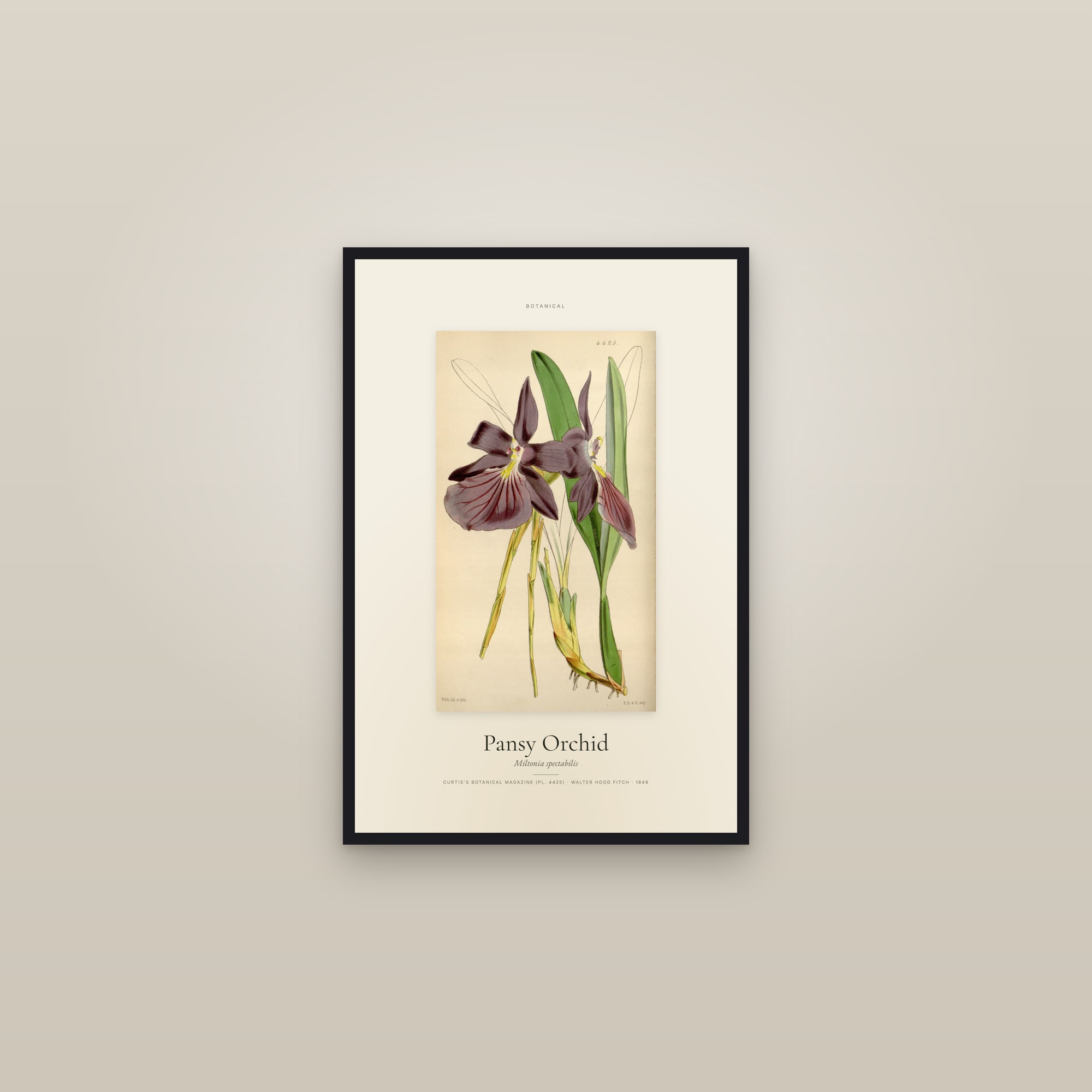 Pansy Orchid — Specimen — framed in a gallery setting