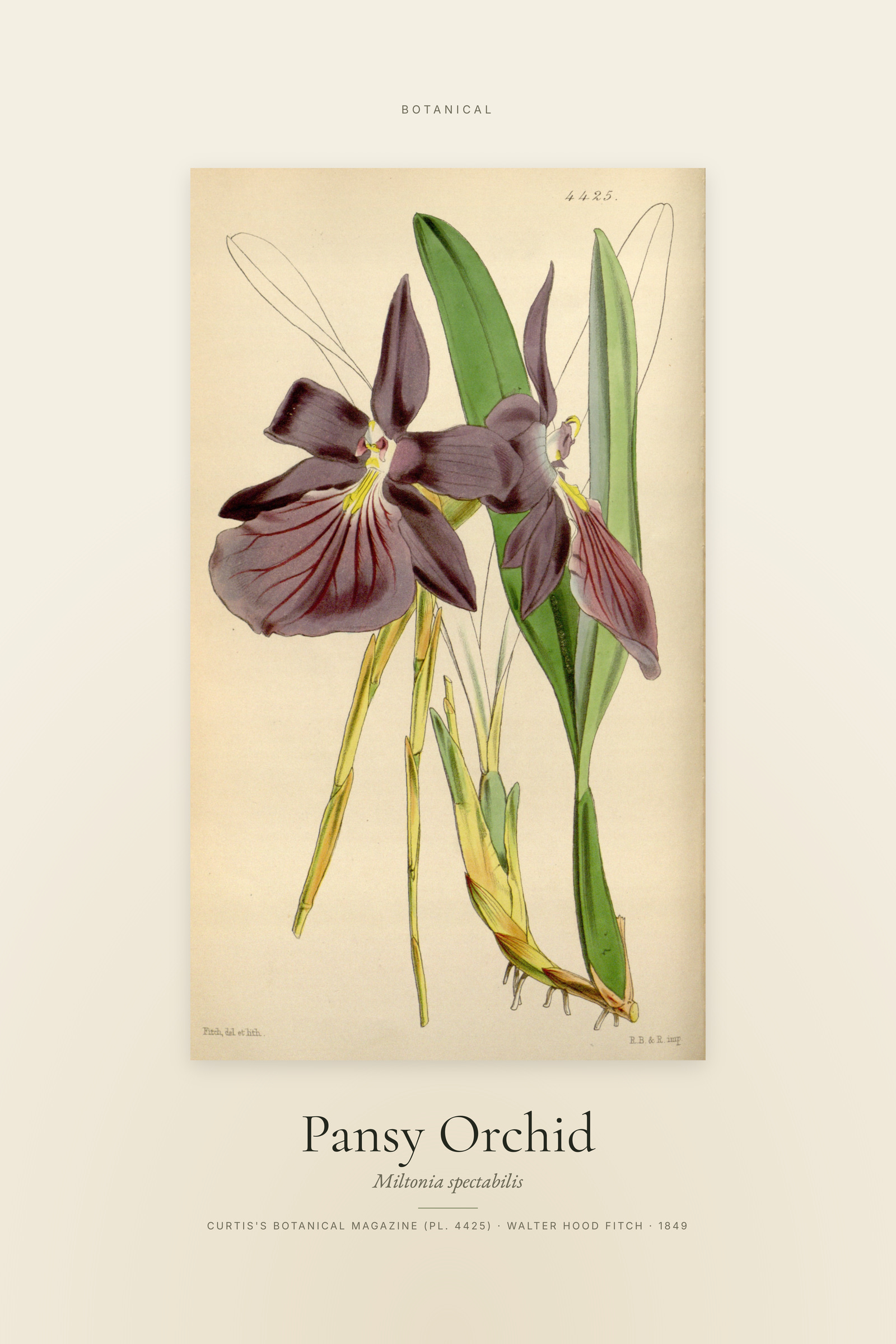 Pansy Orchid — Specimen