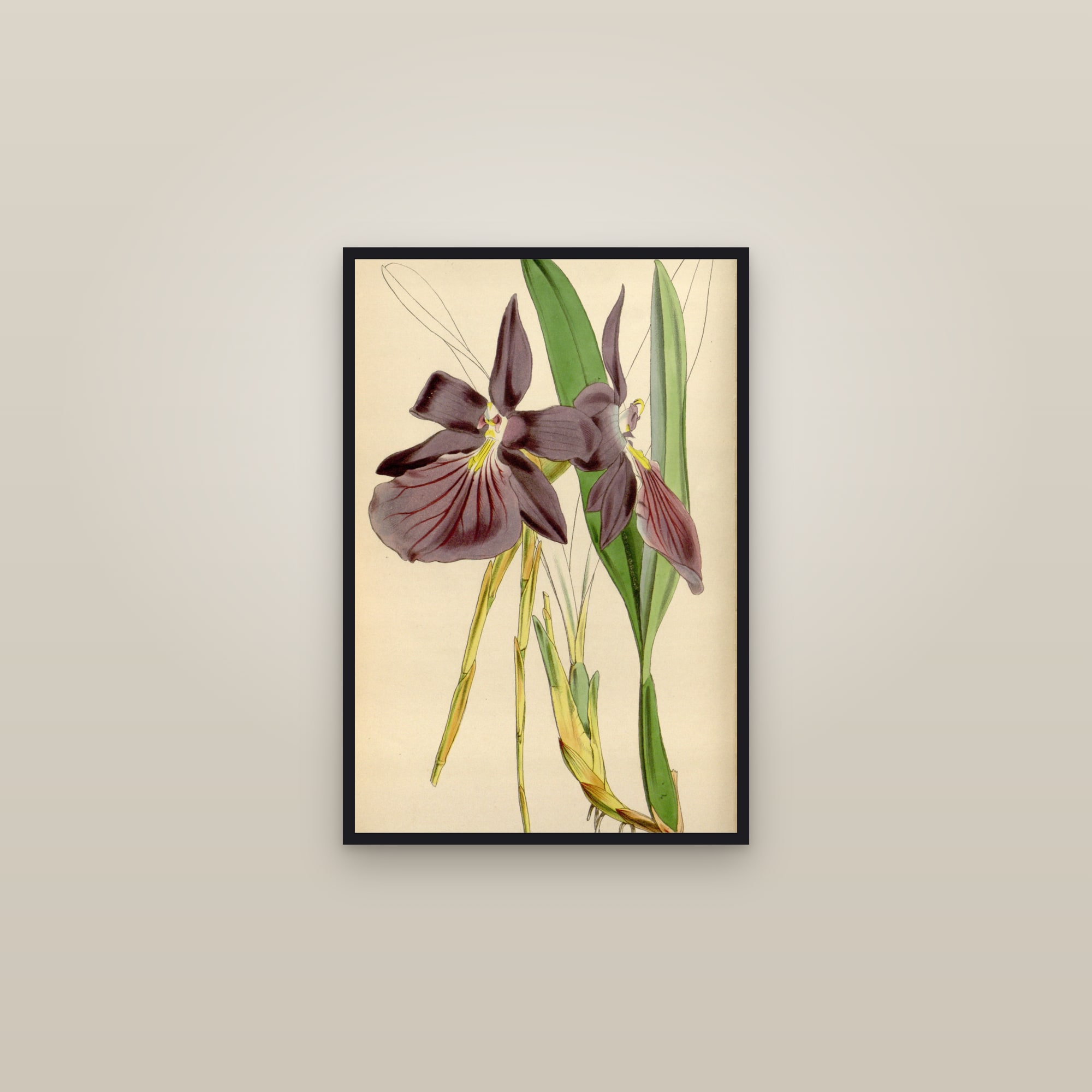 Pansy Orchid — framed in a gallery setting