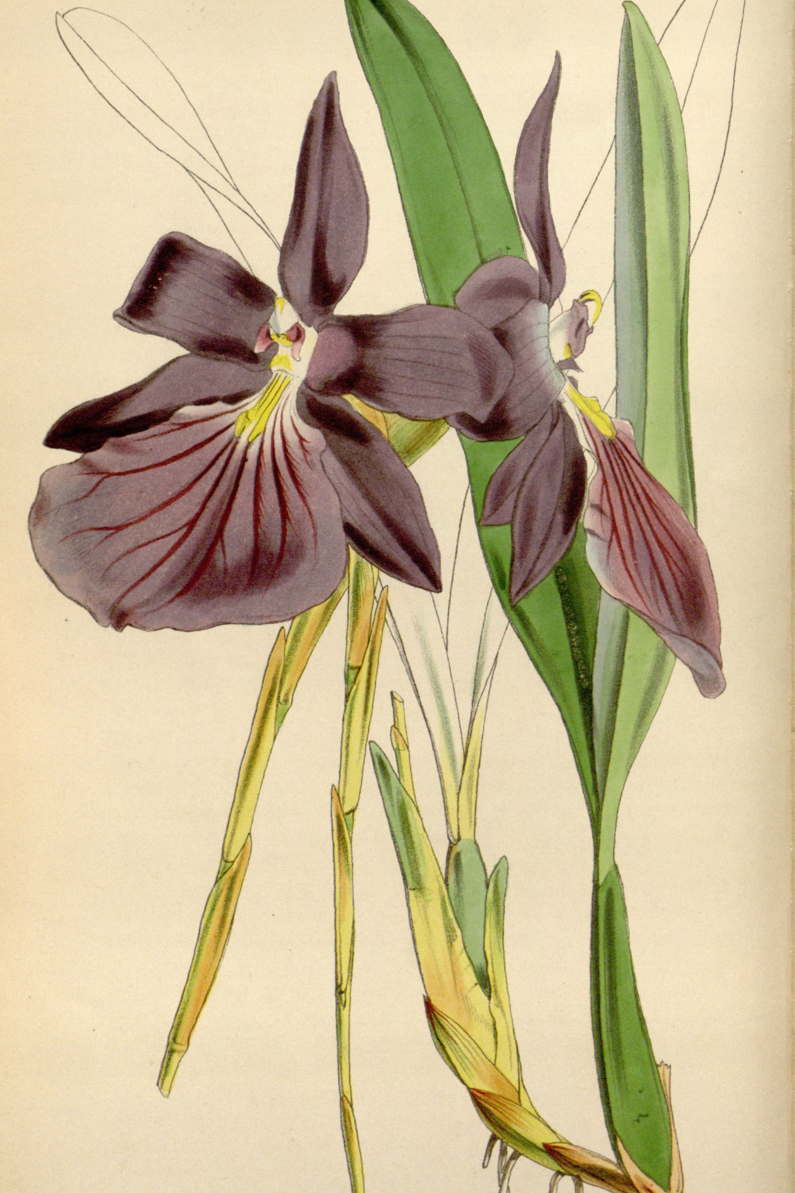Pansy Orchid