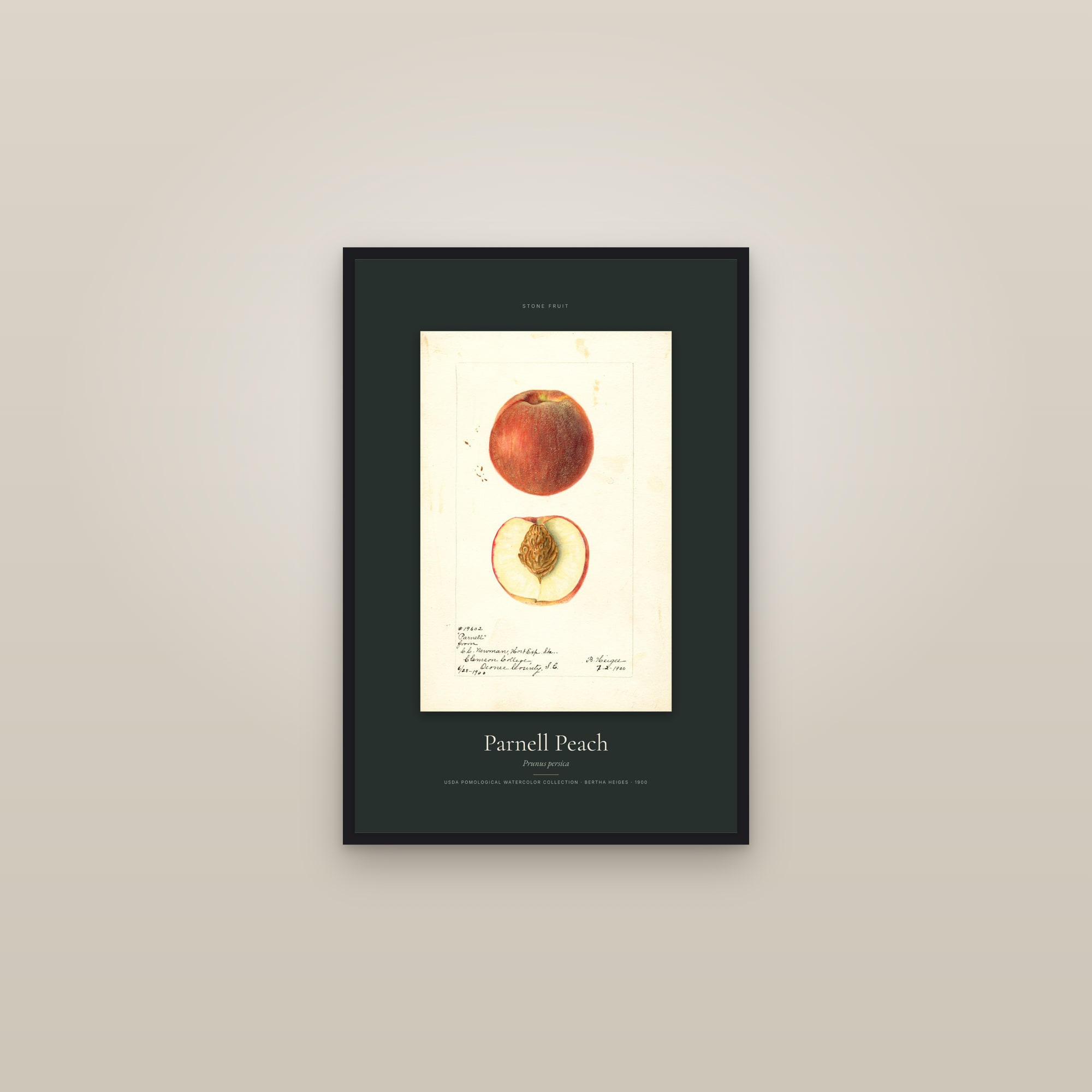 Parnell Peach — Specimen — framed in a gallery setting