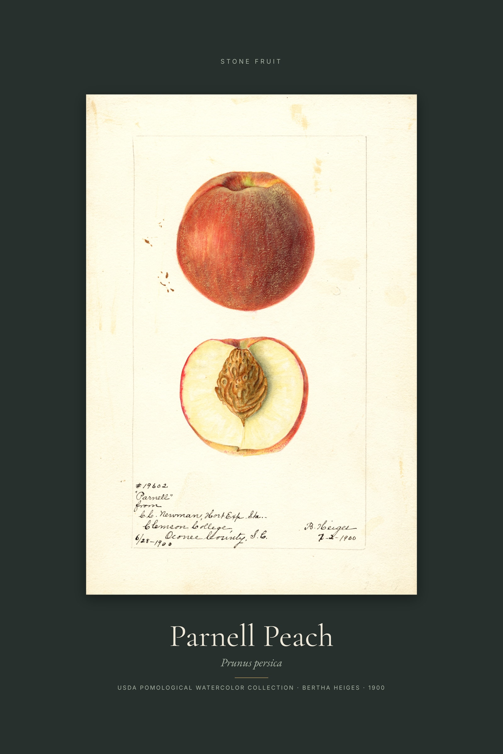 Parnell Peach — Specimen