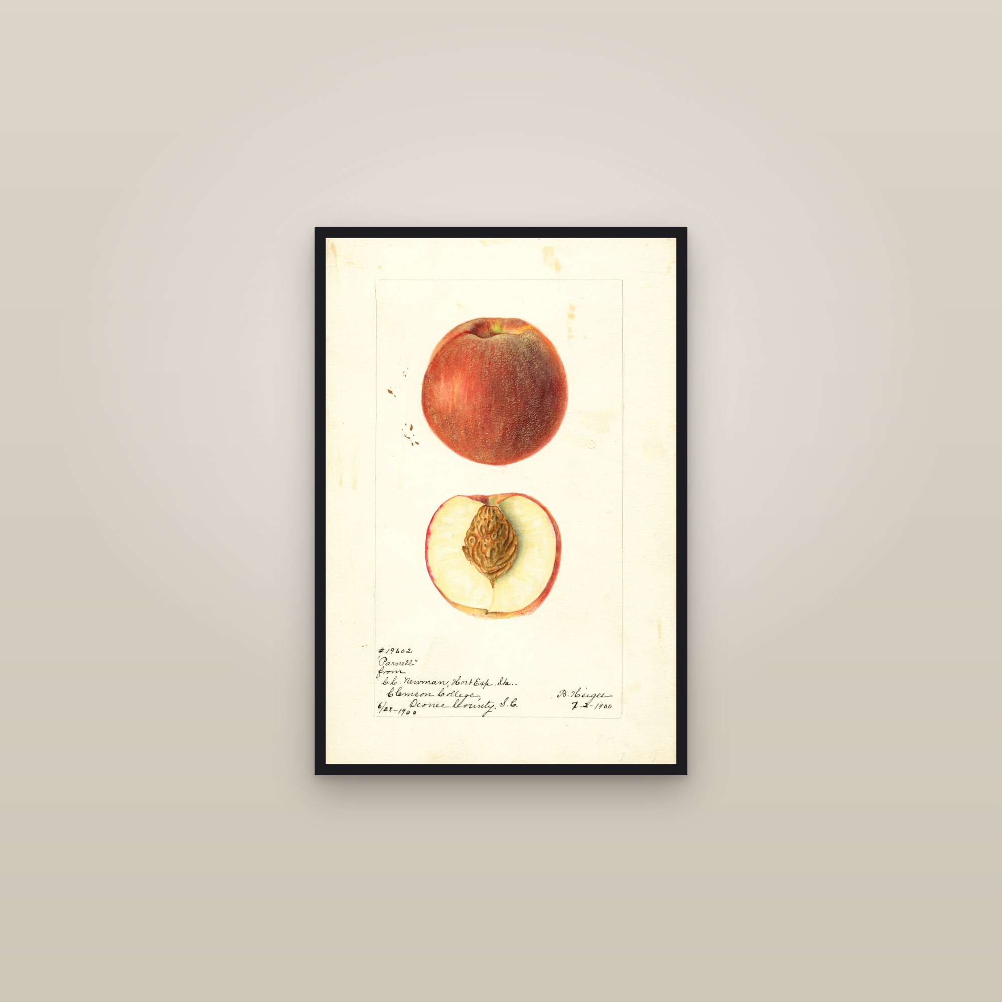 Parnell Peach — framed in a gallery setting