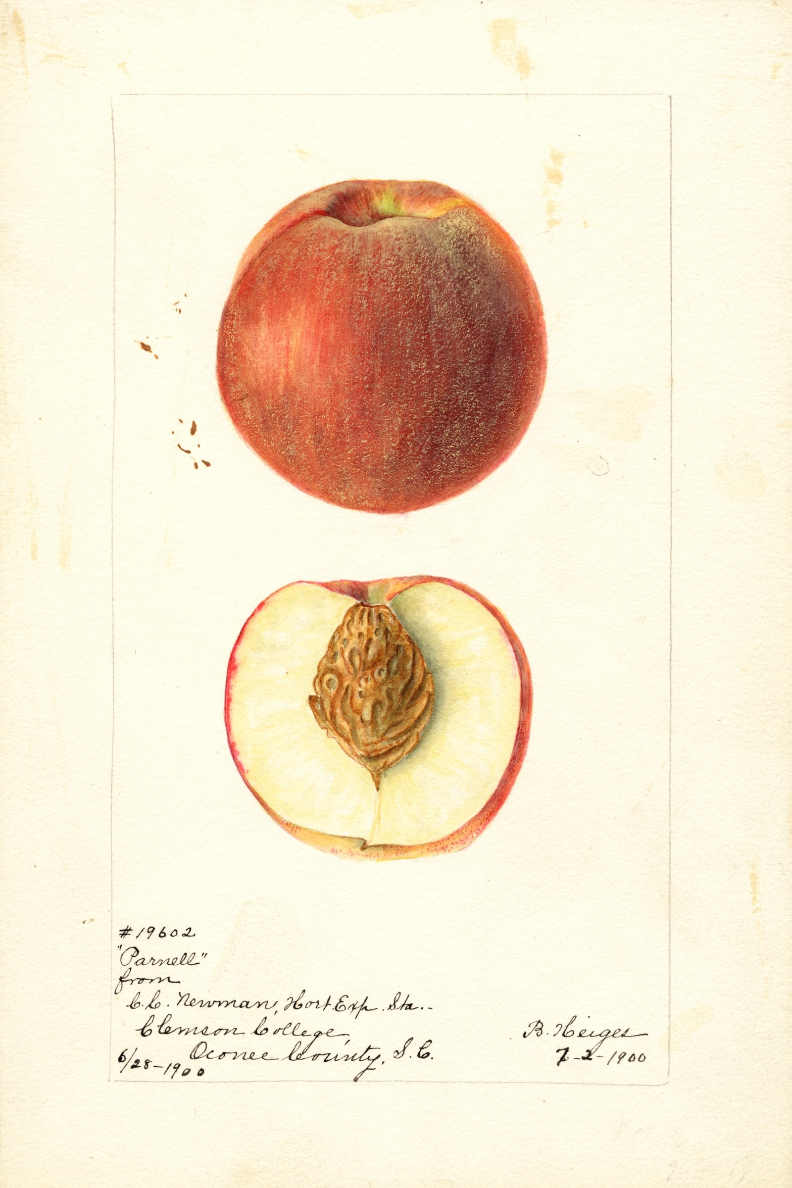 Parnell Peach