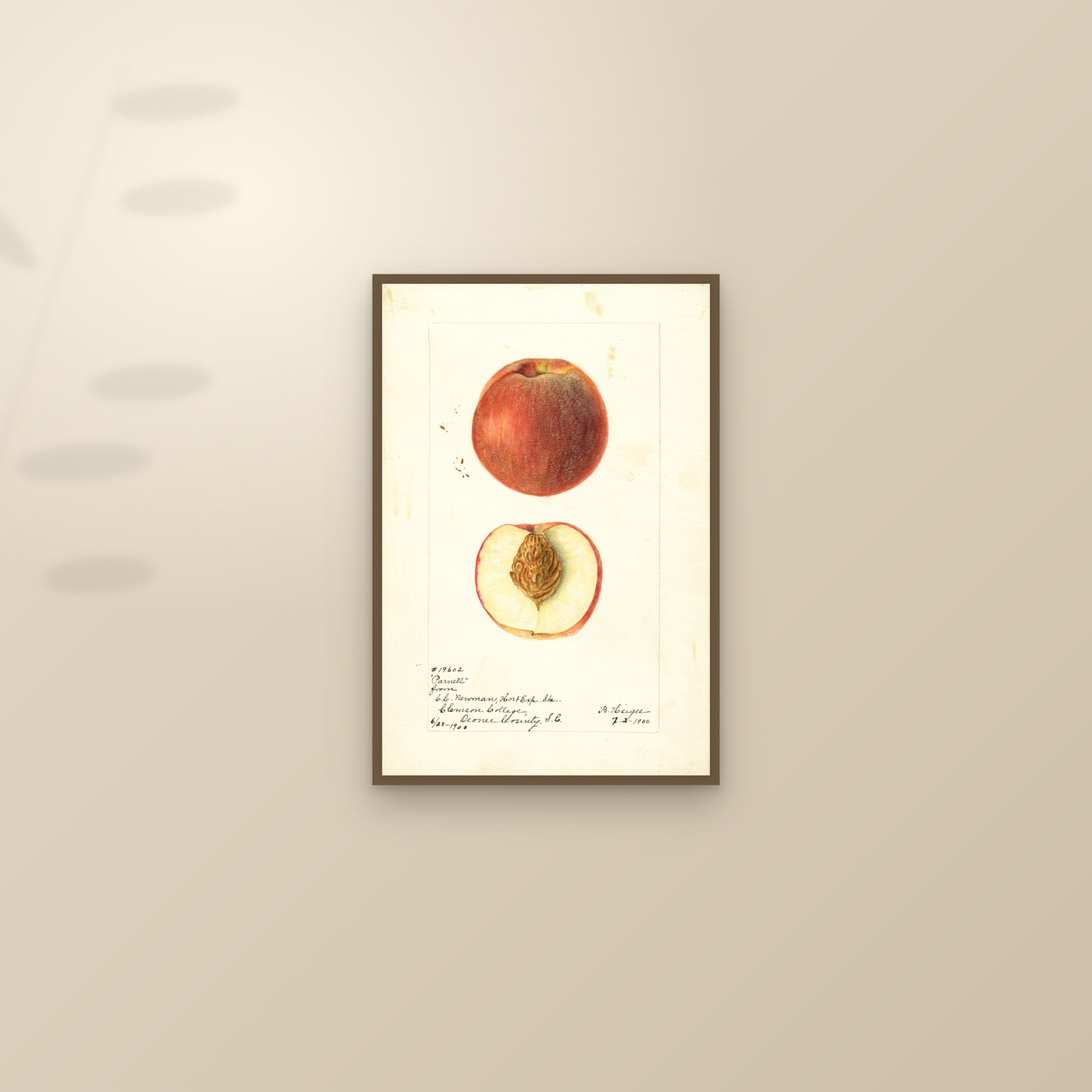 Parnell Peach — framed and styled on a sunlit wall