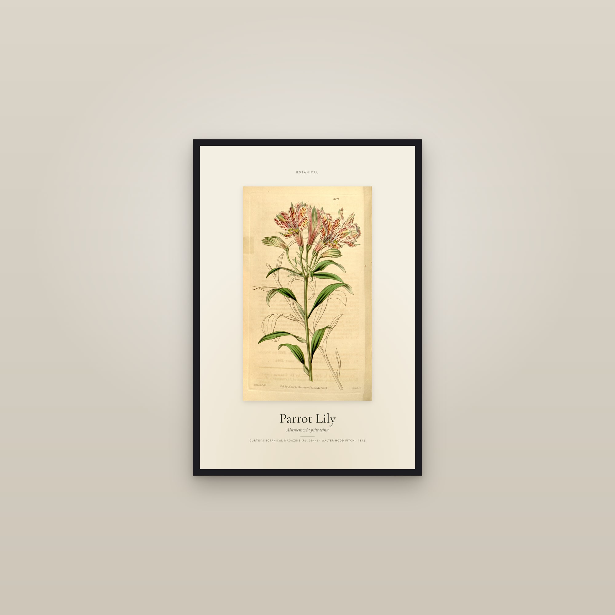 Parrot Lily — Specimen — framed in a gallery setting