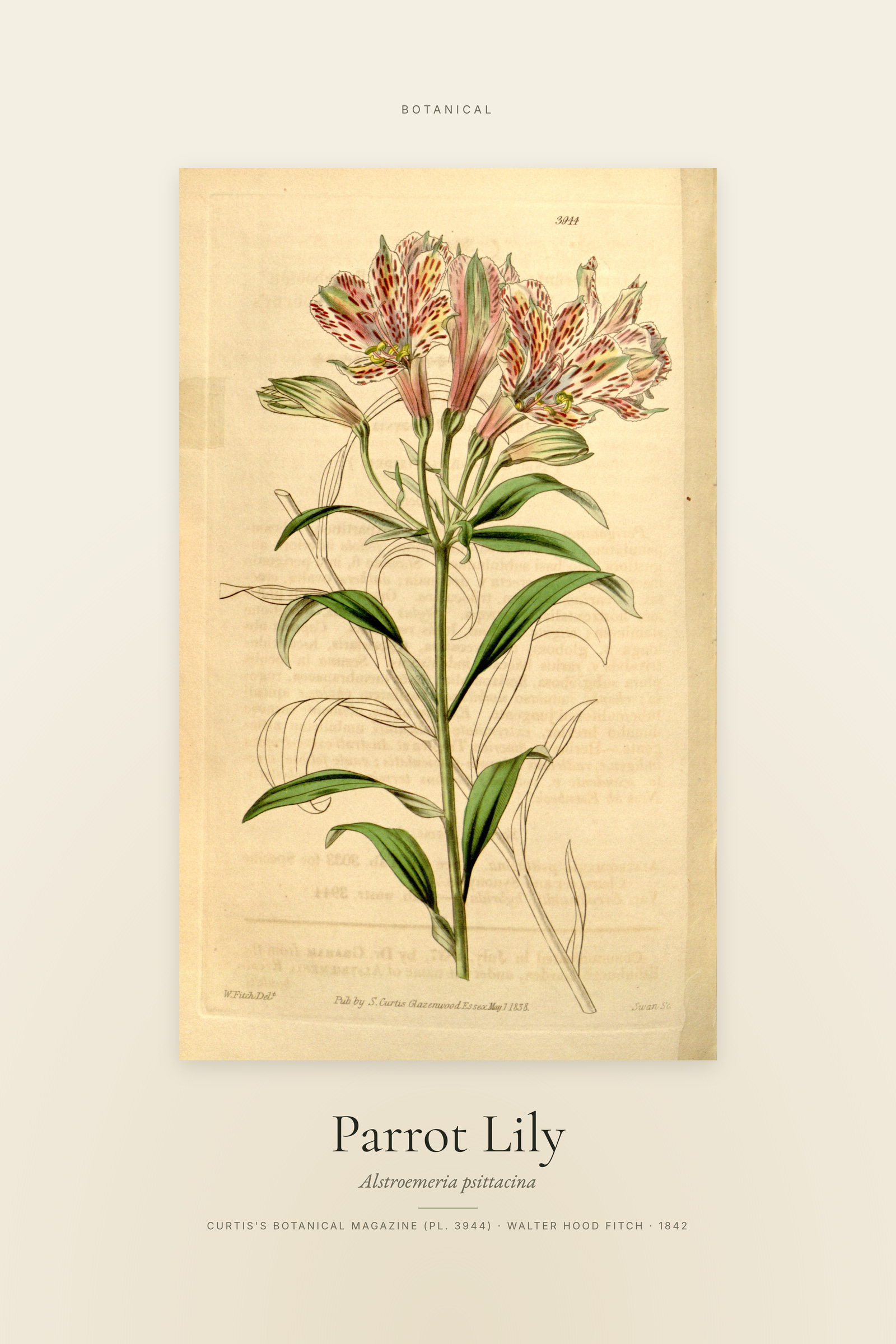 Parrot Lily — Specimen
