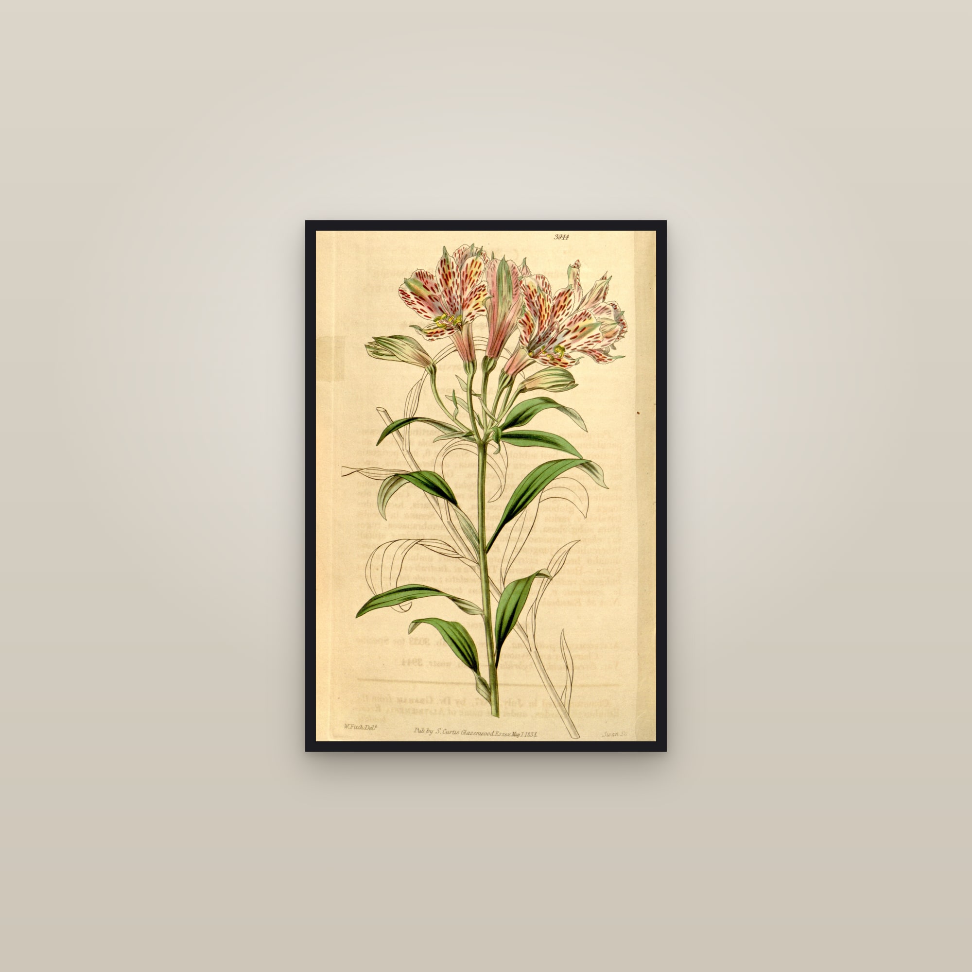 Parrot Lily — framed in a gallery setting
