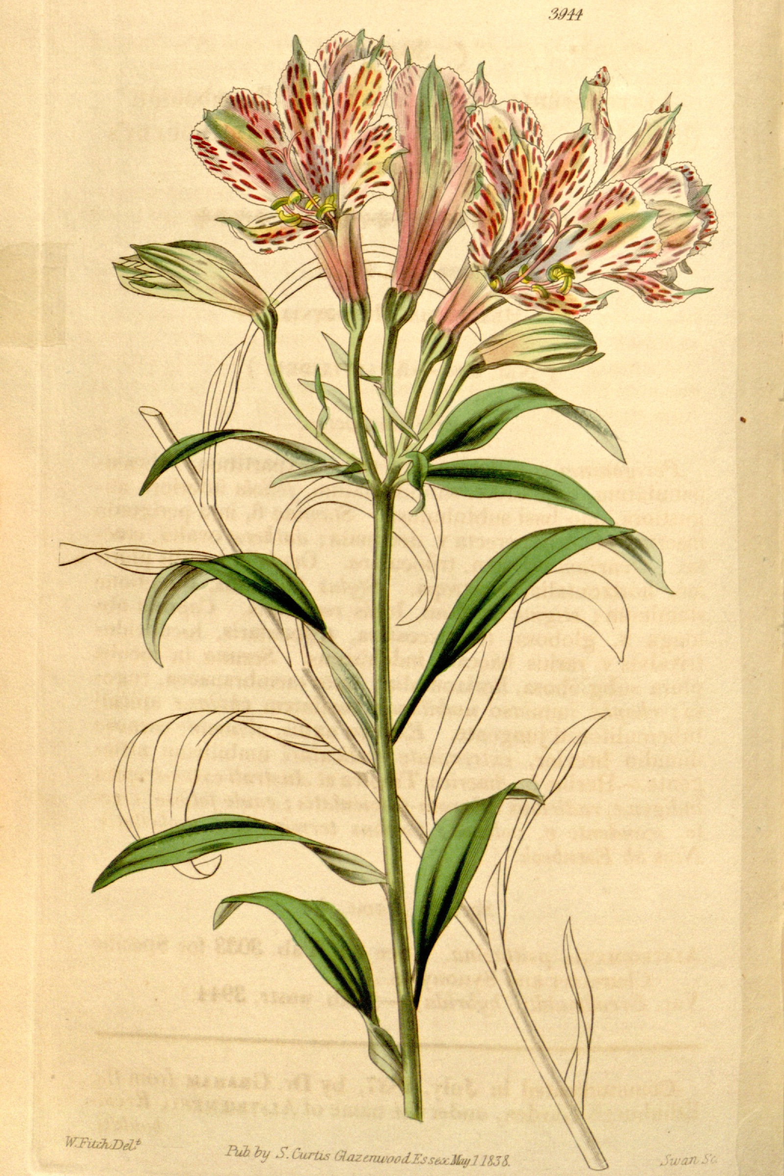 Parrot Lily