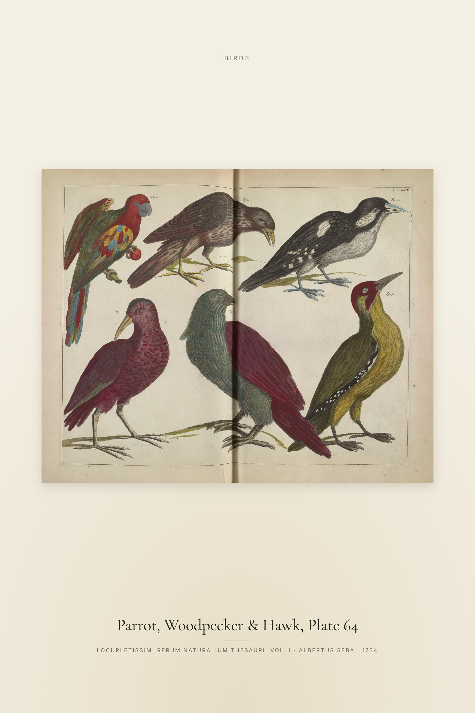 Parrot, Woodpecker & Hawk, Plate 64