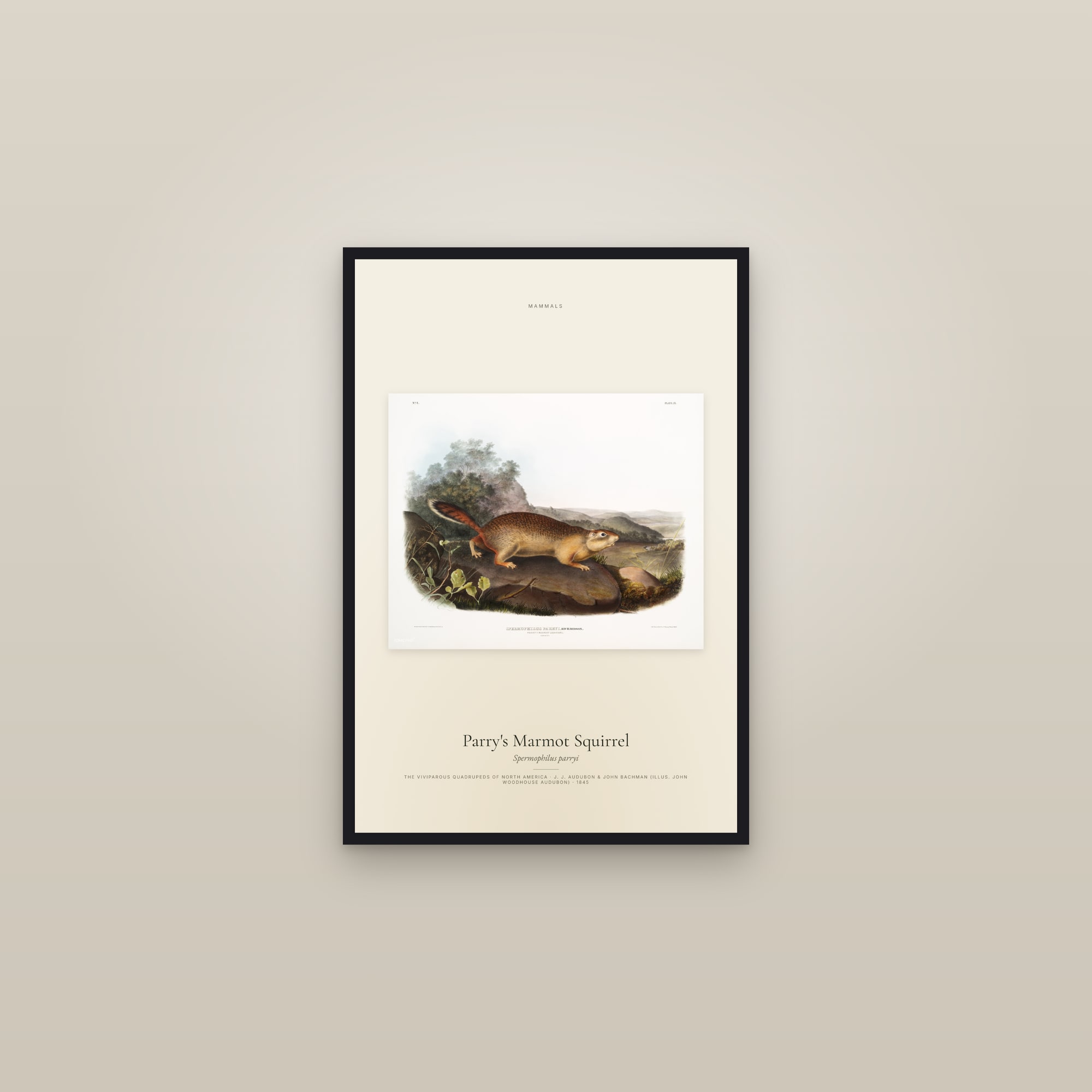 Parry's Marmot Squirrel — framed in a gallery setting