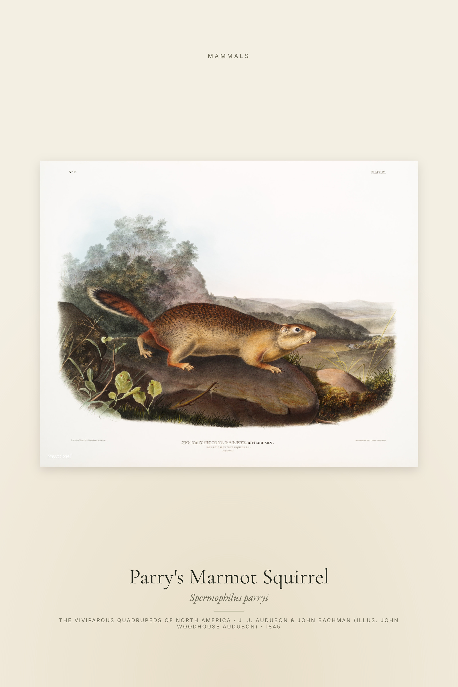 Parry's Marmot Squirrel