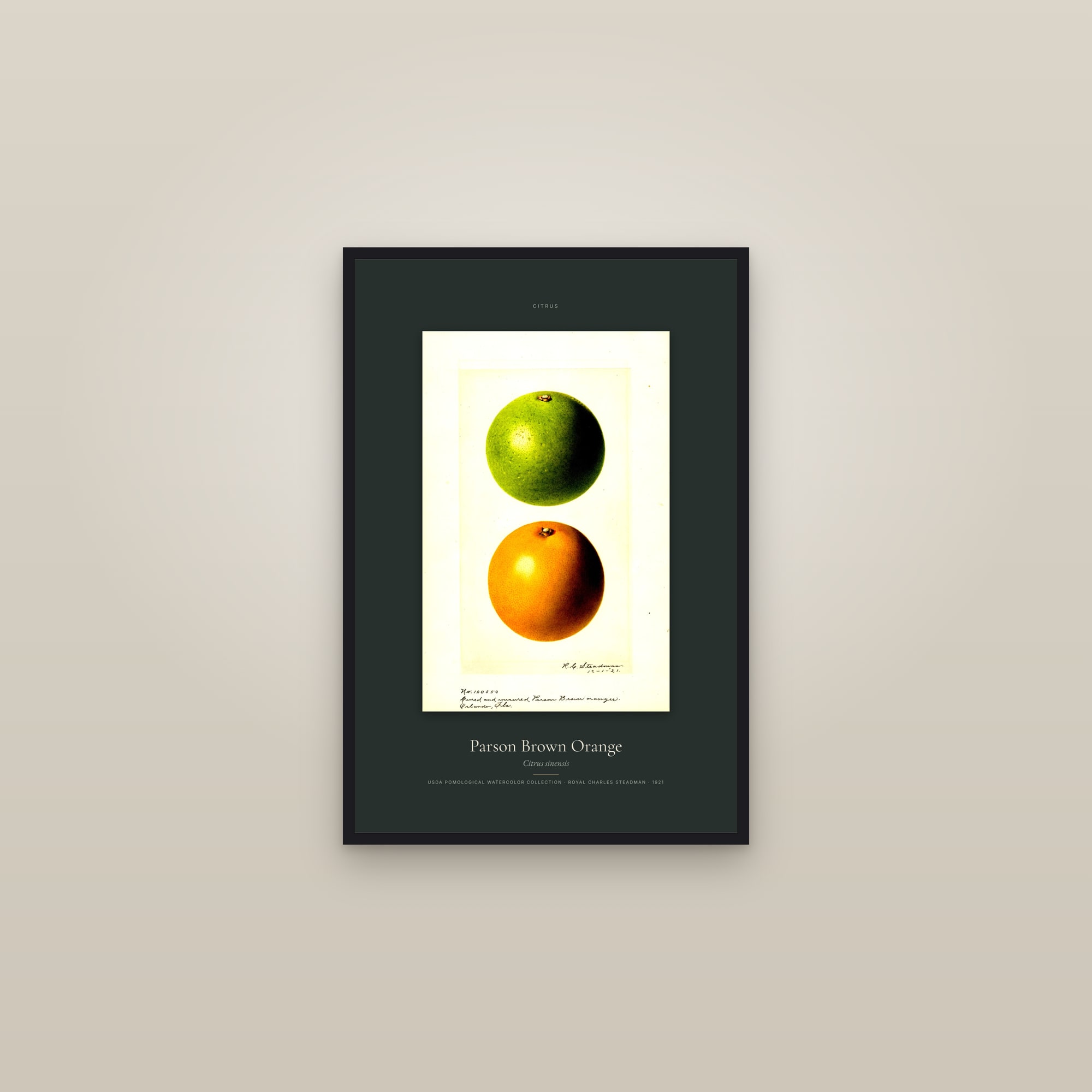 Parson Brown Orange — Specimen — framed in a gallery setting