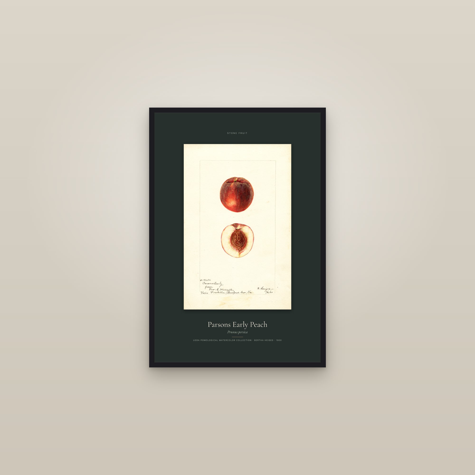Parsons Early Peach — Specimen — framed in a gallery setting