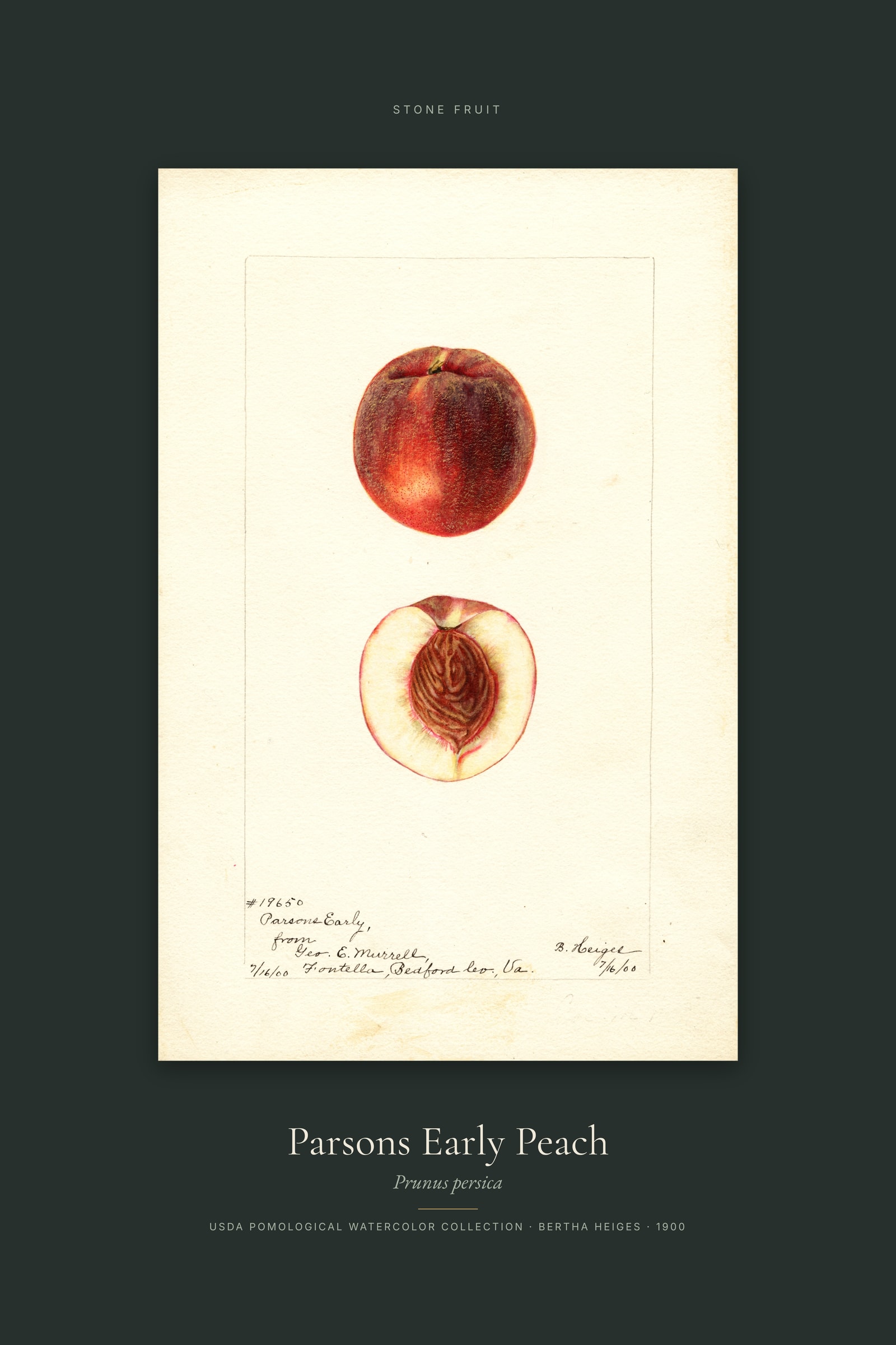 Parsons Early Peach — Specimen