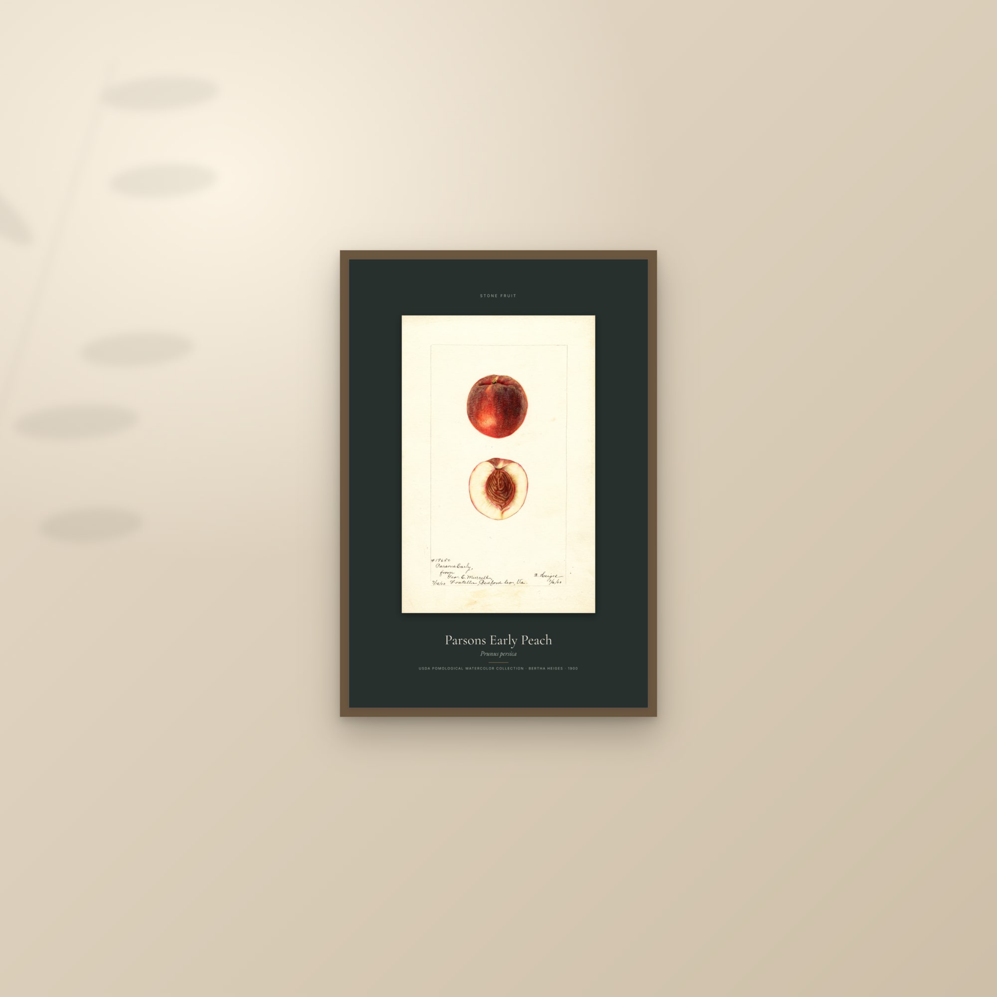 Parsons Early Peach — Specimen — framed and styled on a sunlit wall