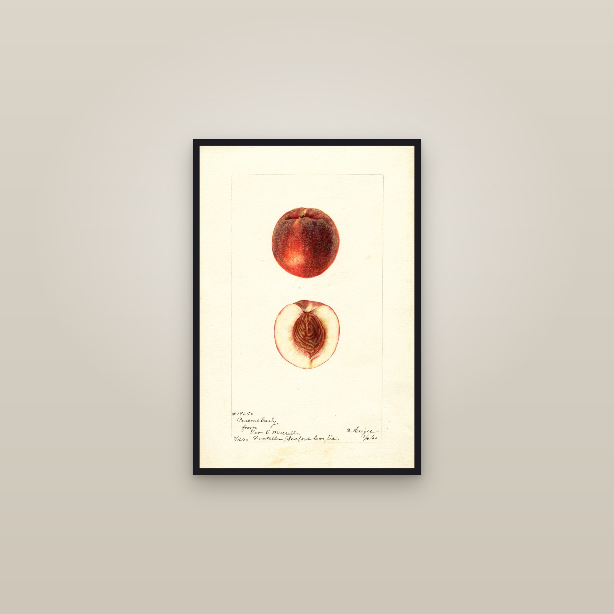 Parsons Early Peach — framed in a gallery setting