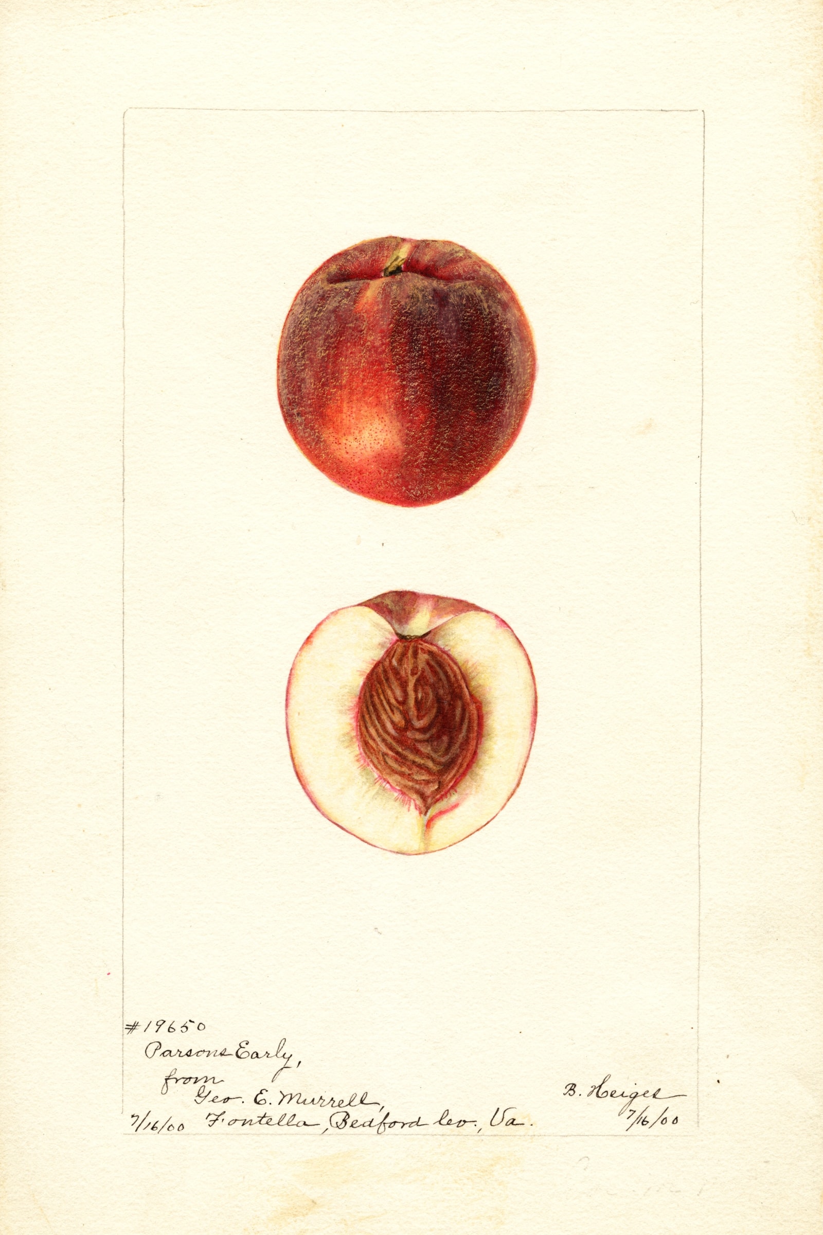 Parsons Early Peach