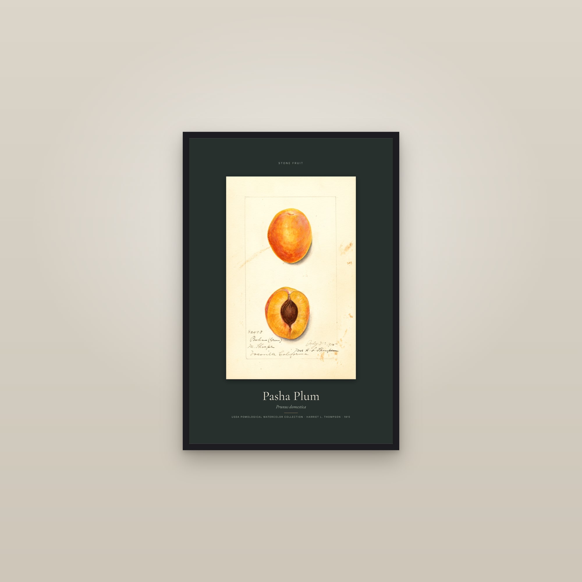 Pasha Plum — Specimen — framed in a gallery setting