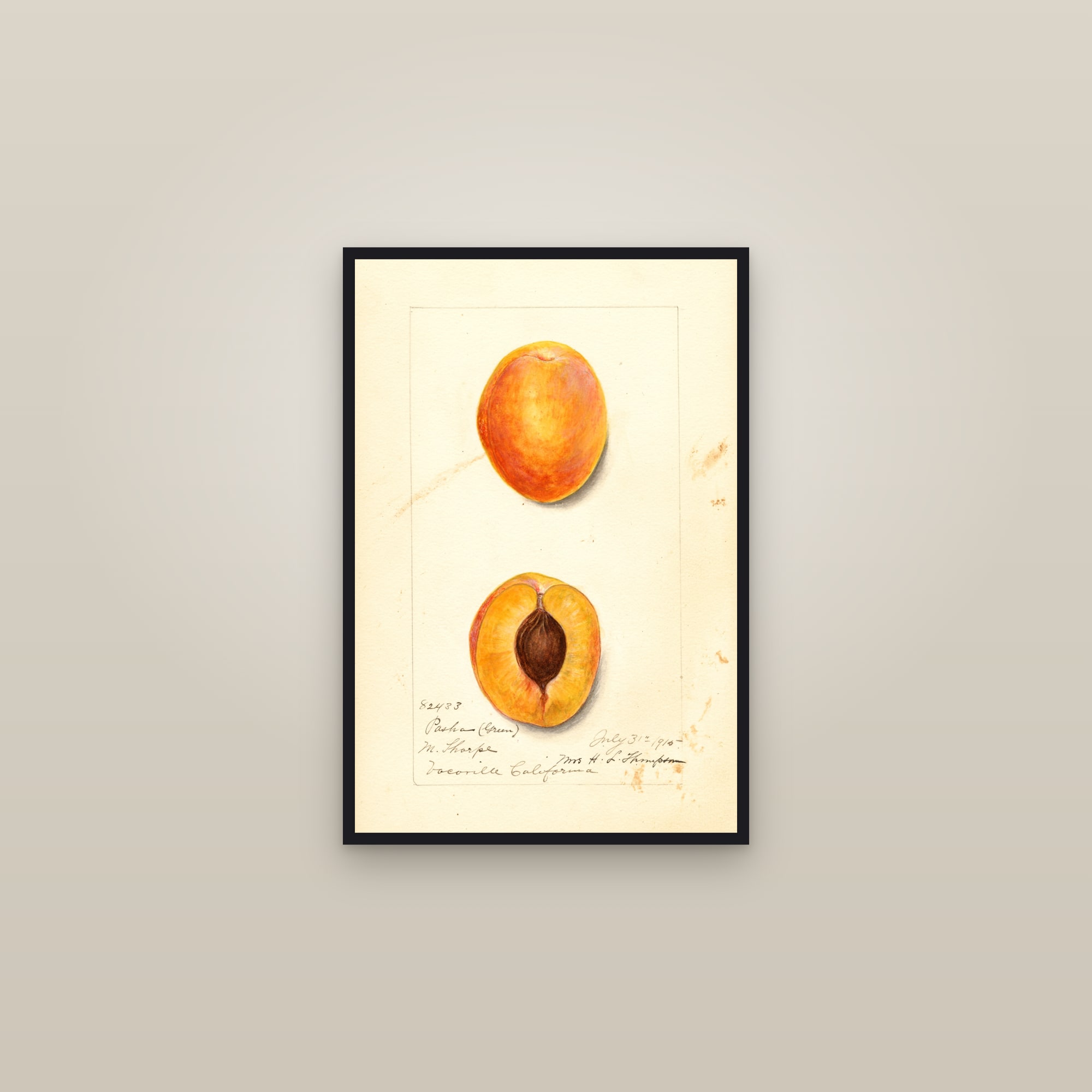 Pasha Plum — framed in a gallery setting