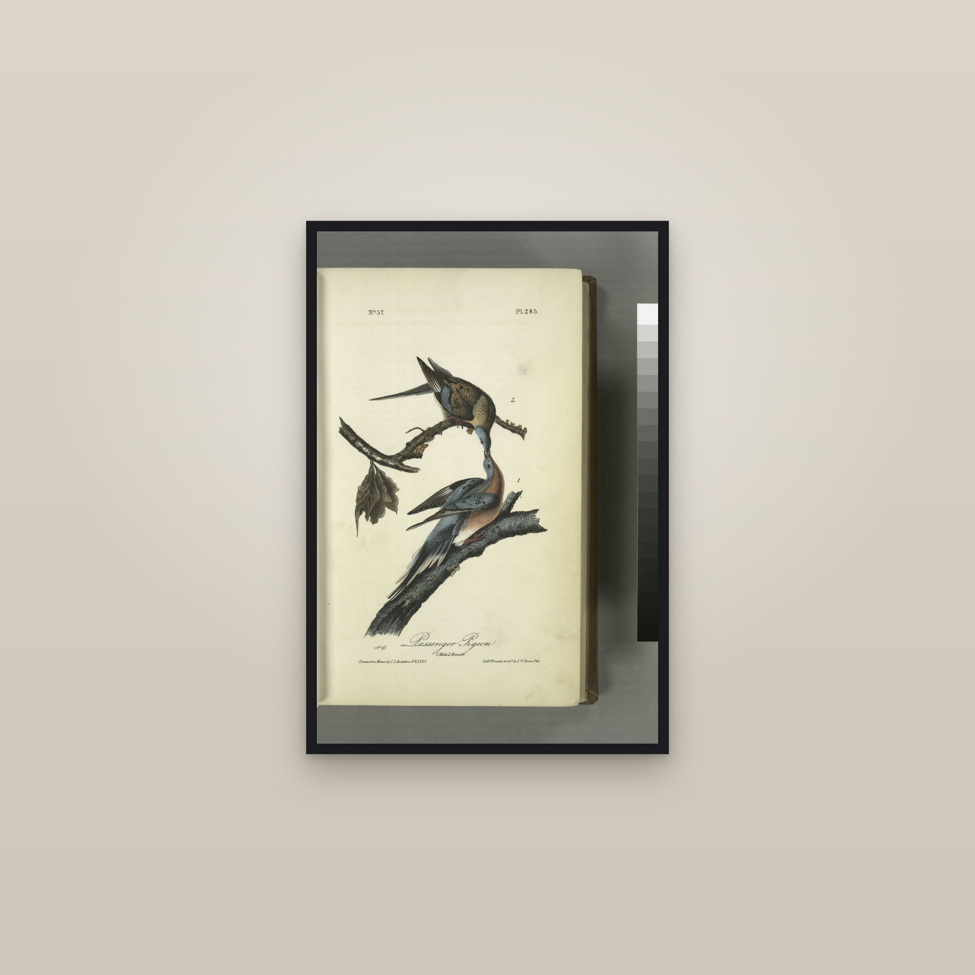 Passenger Pigeon — framed in a gallery setting