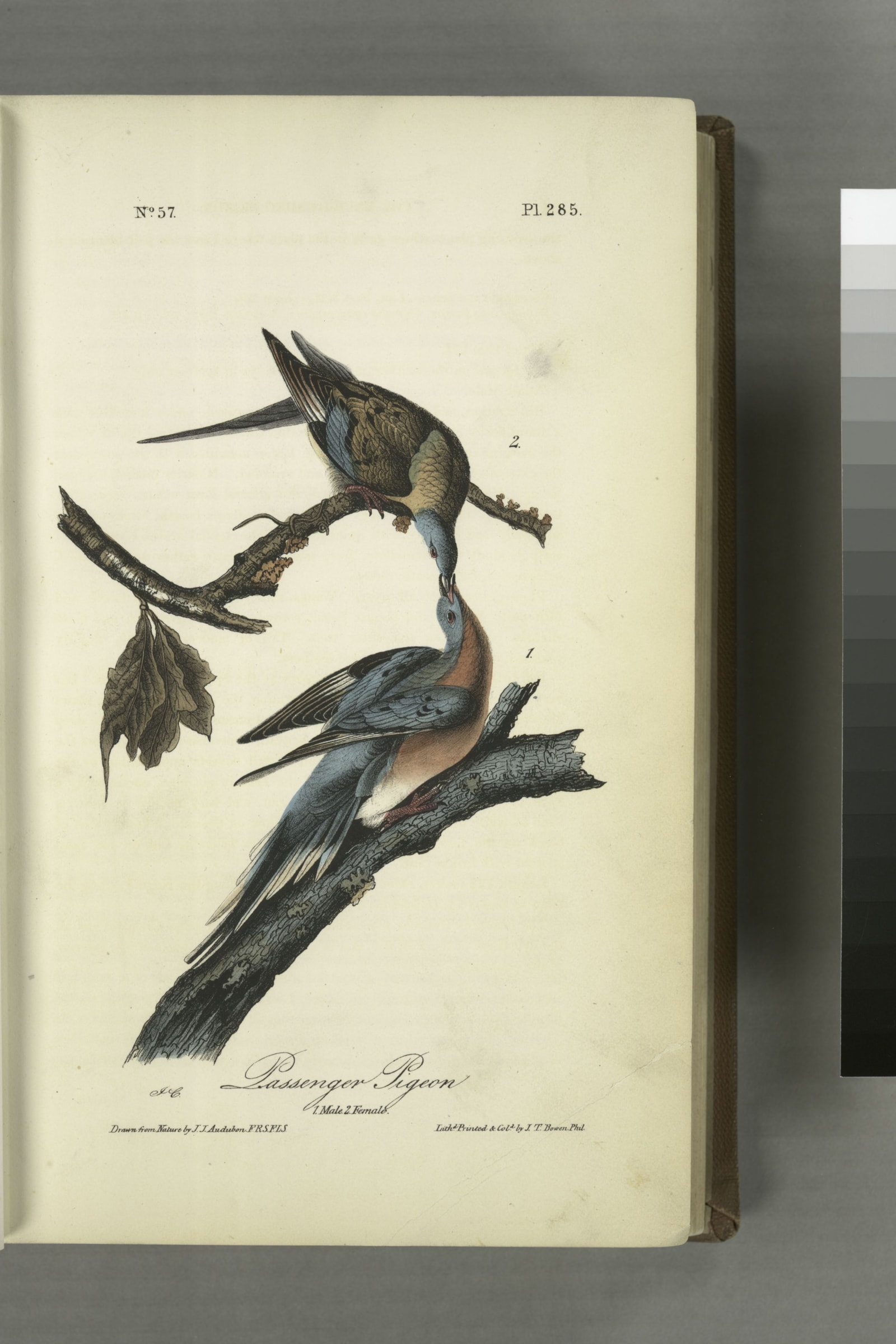 Passenger Pigeon