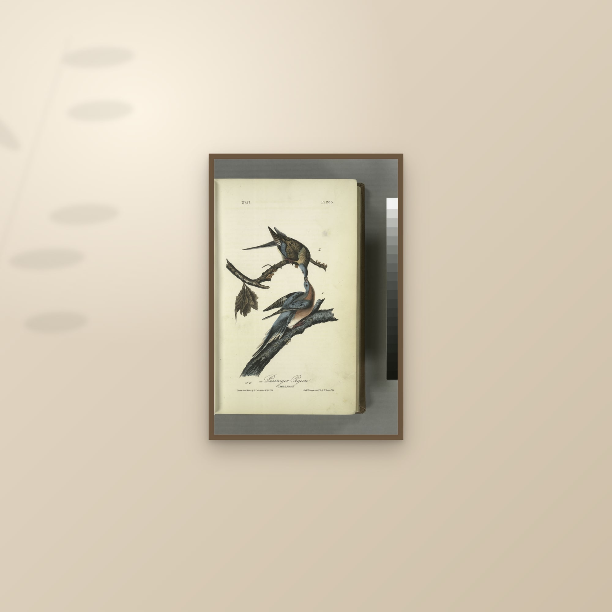 Passenger Pigeon — framed and styled on a sunlit wall