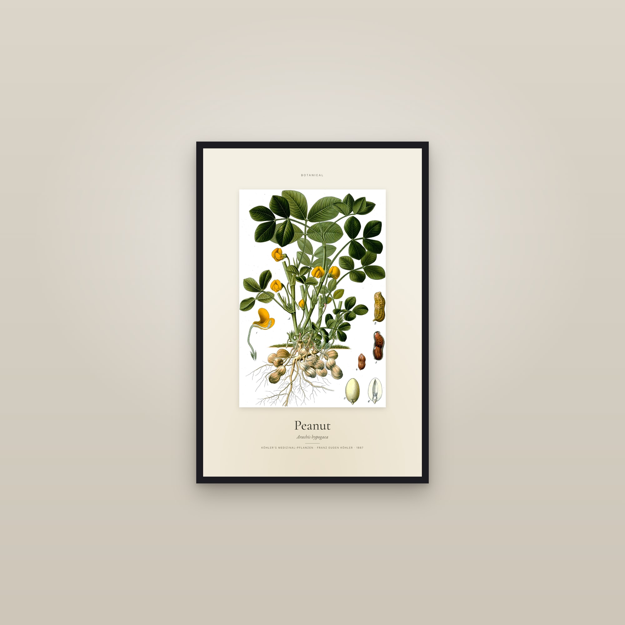 Peanut — Specimen — framed in a gallery setting