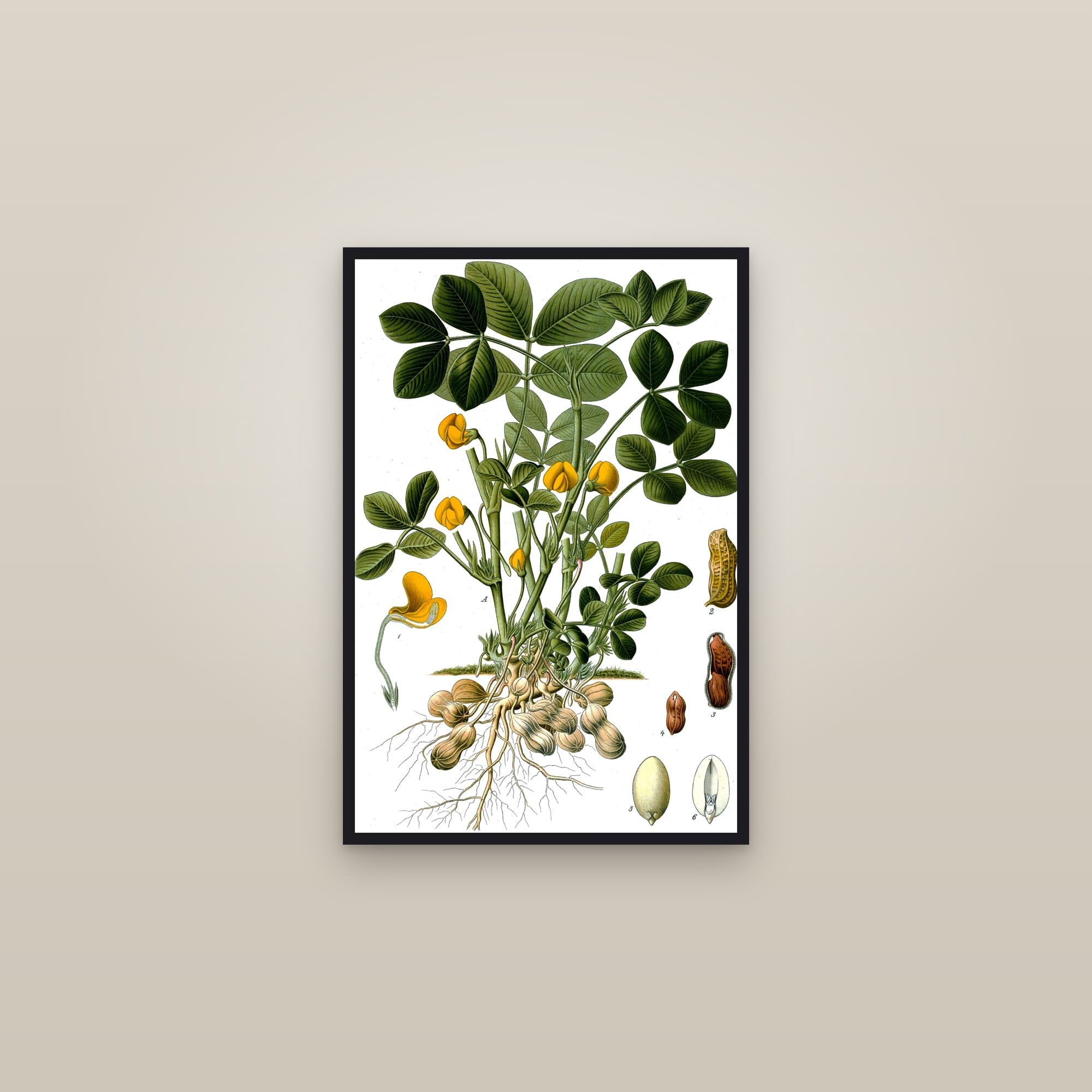 Peanut — framed in a gallery setting