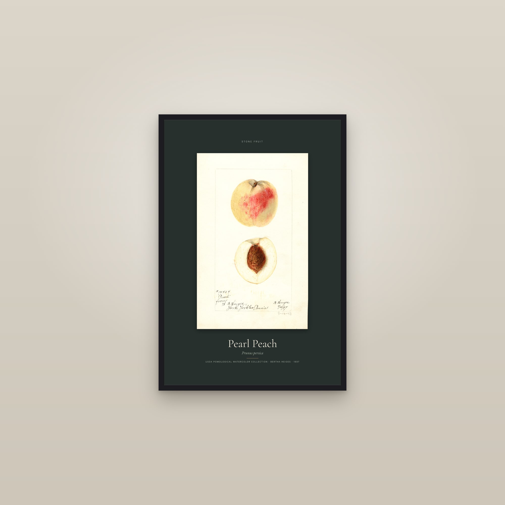 Pearl Peach — Specimen — framed in a gallery setting