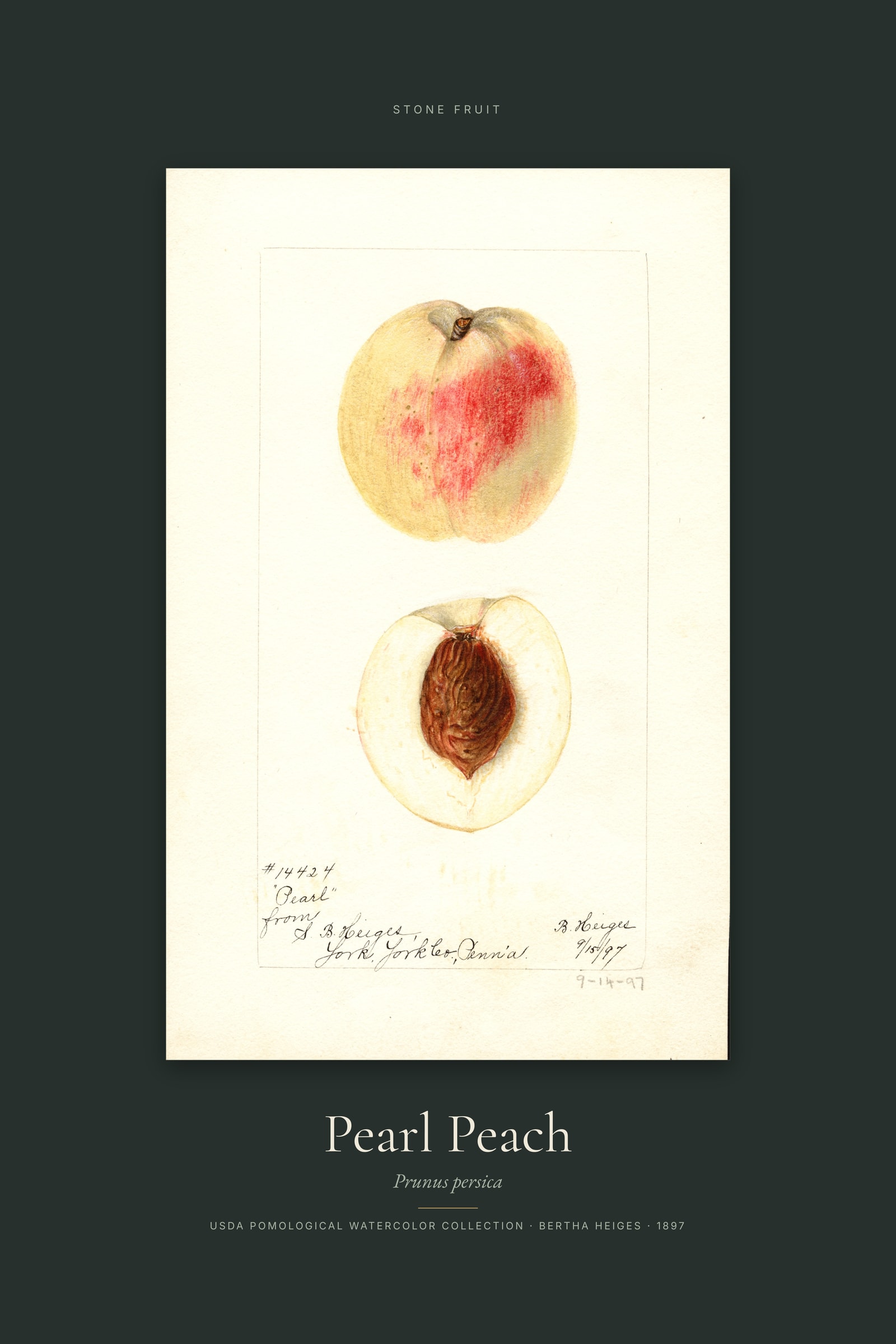 Pearl Peach — Specimen