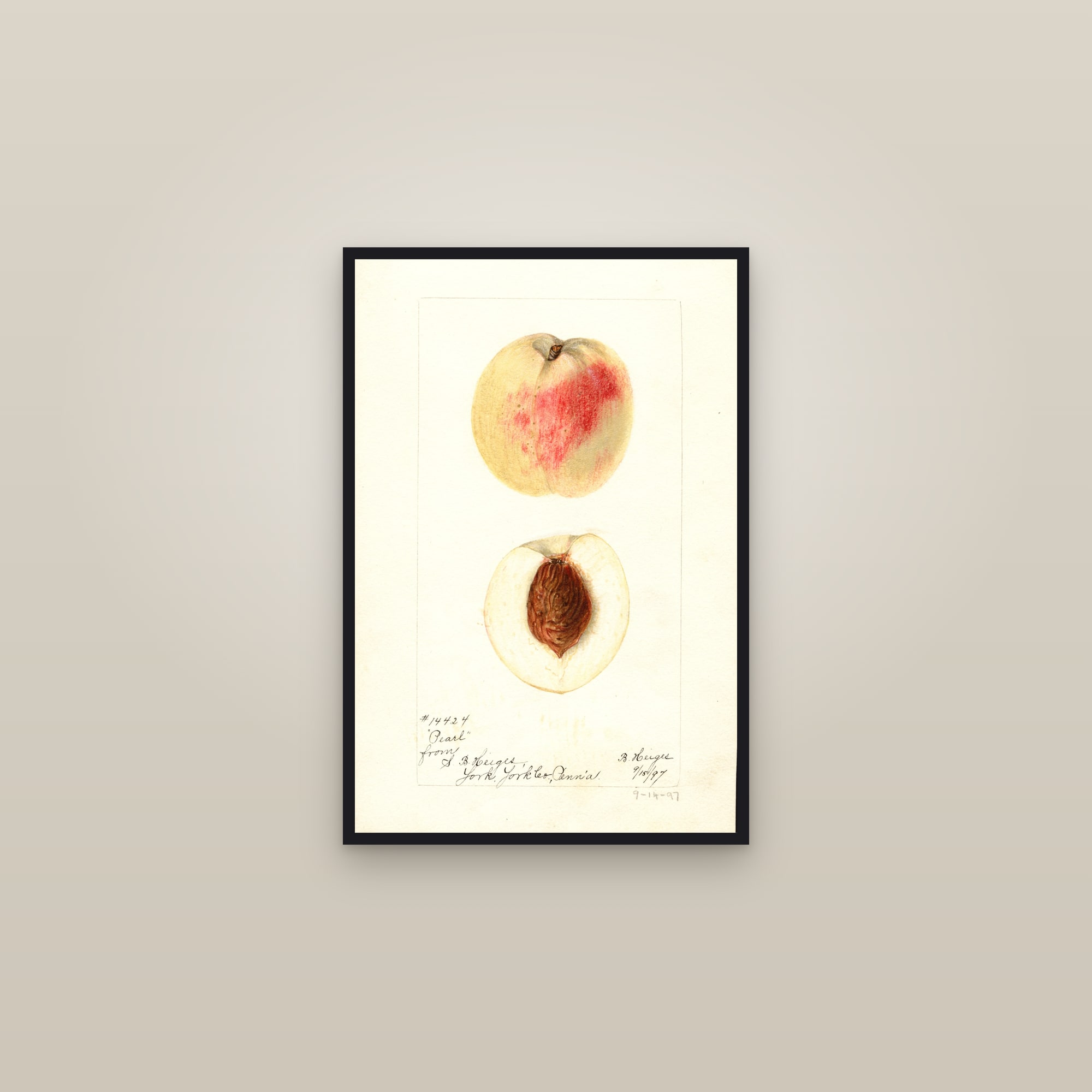 Pearl Peach — framed in a gallery setting