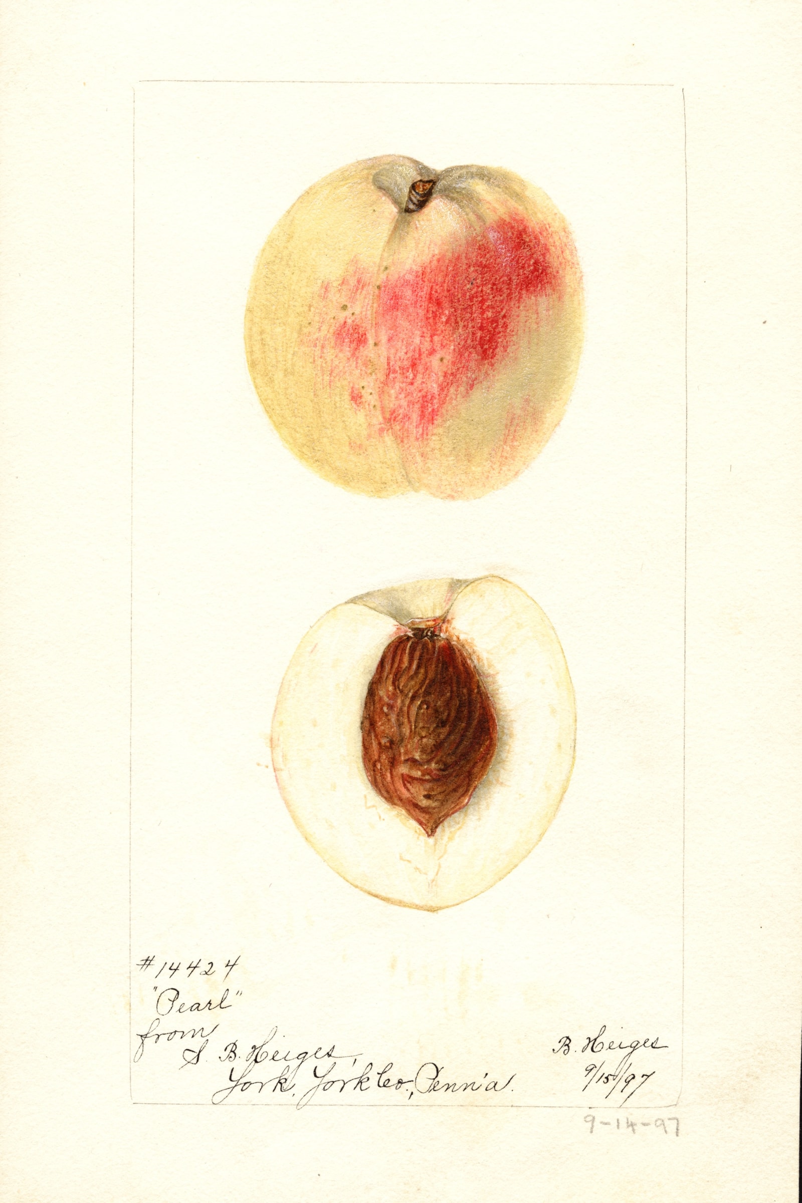 Pearl Peach