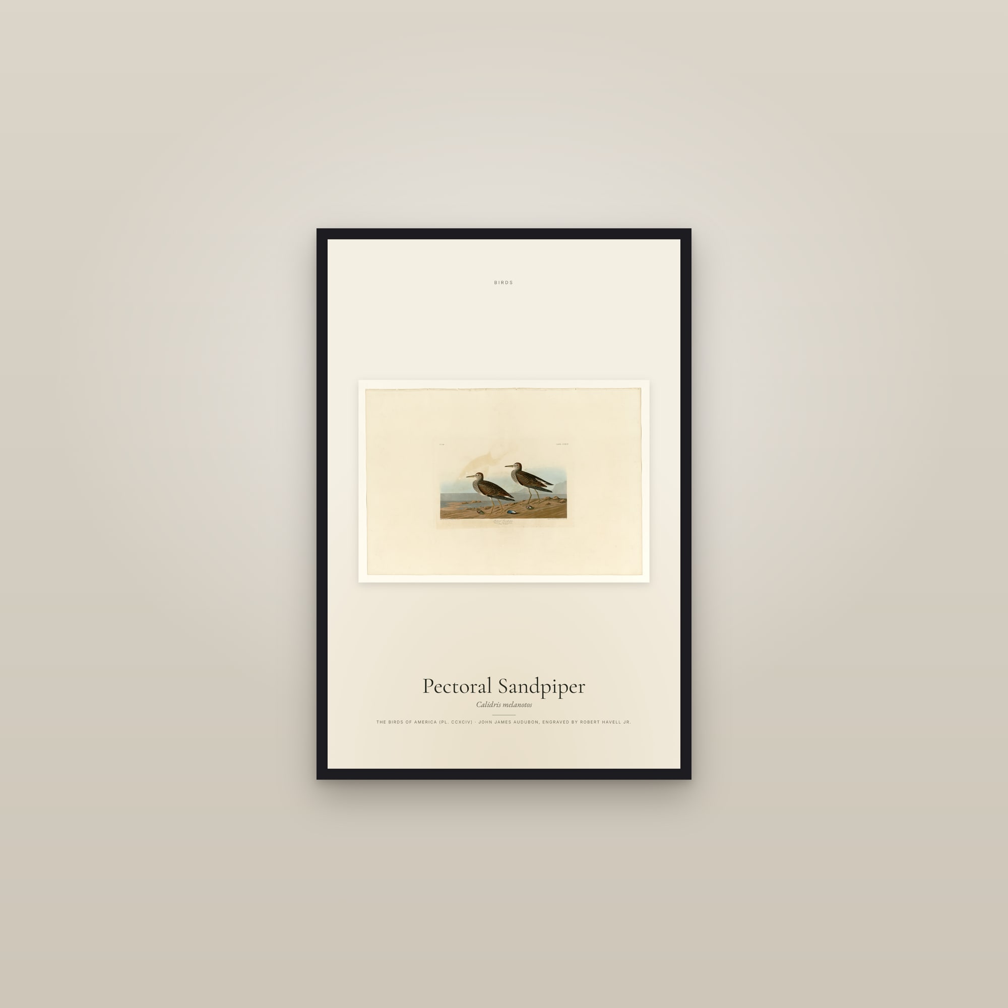 Pectoral Sandpiper — framed in a gallery setting