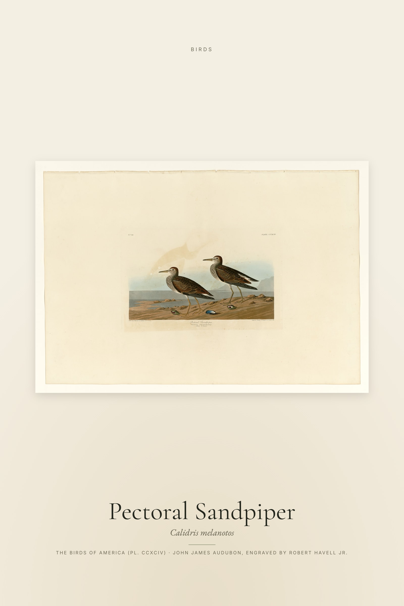 Pectoral Sandpiper