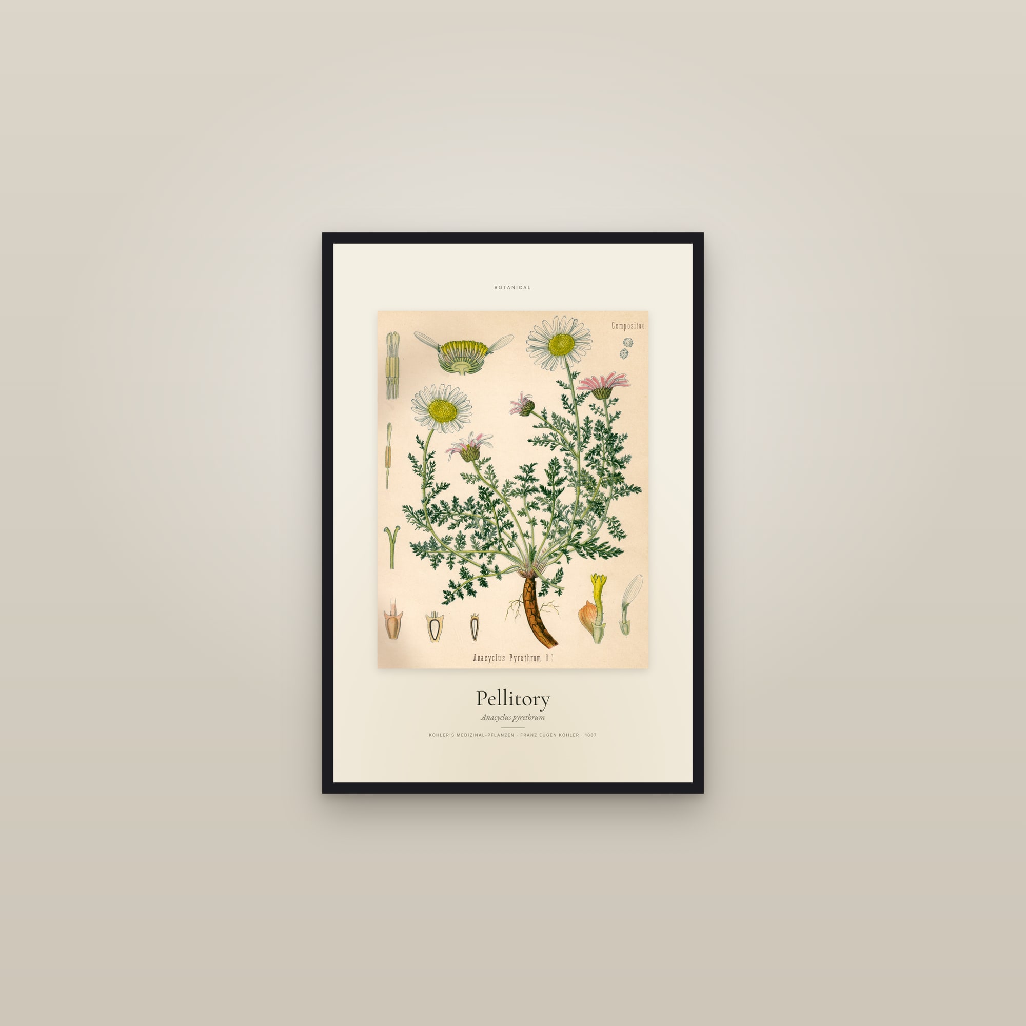 Pellitory — Specimen