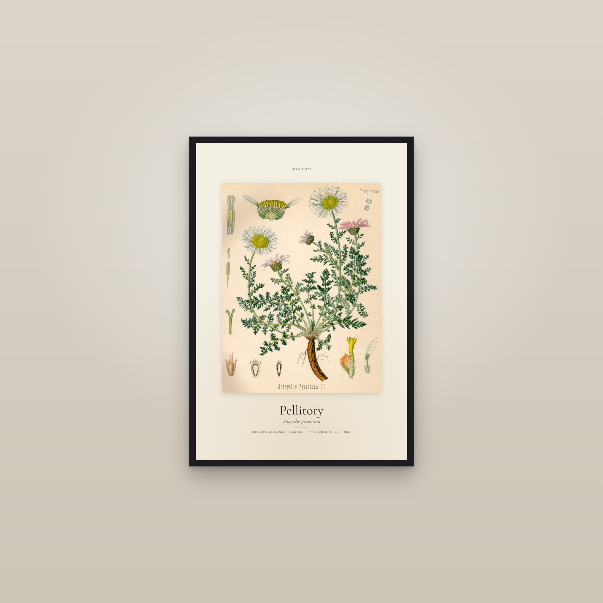 Pellitory — Specimen — framed in a gallery setting