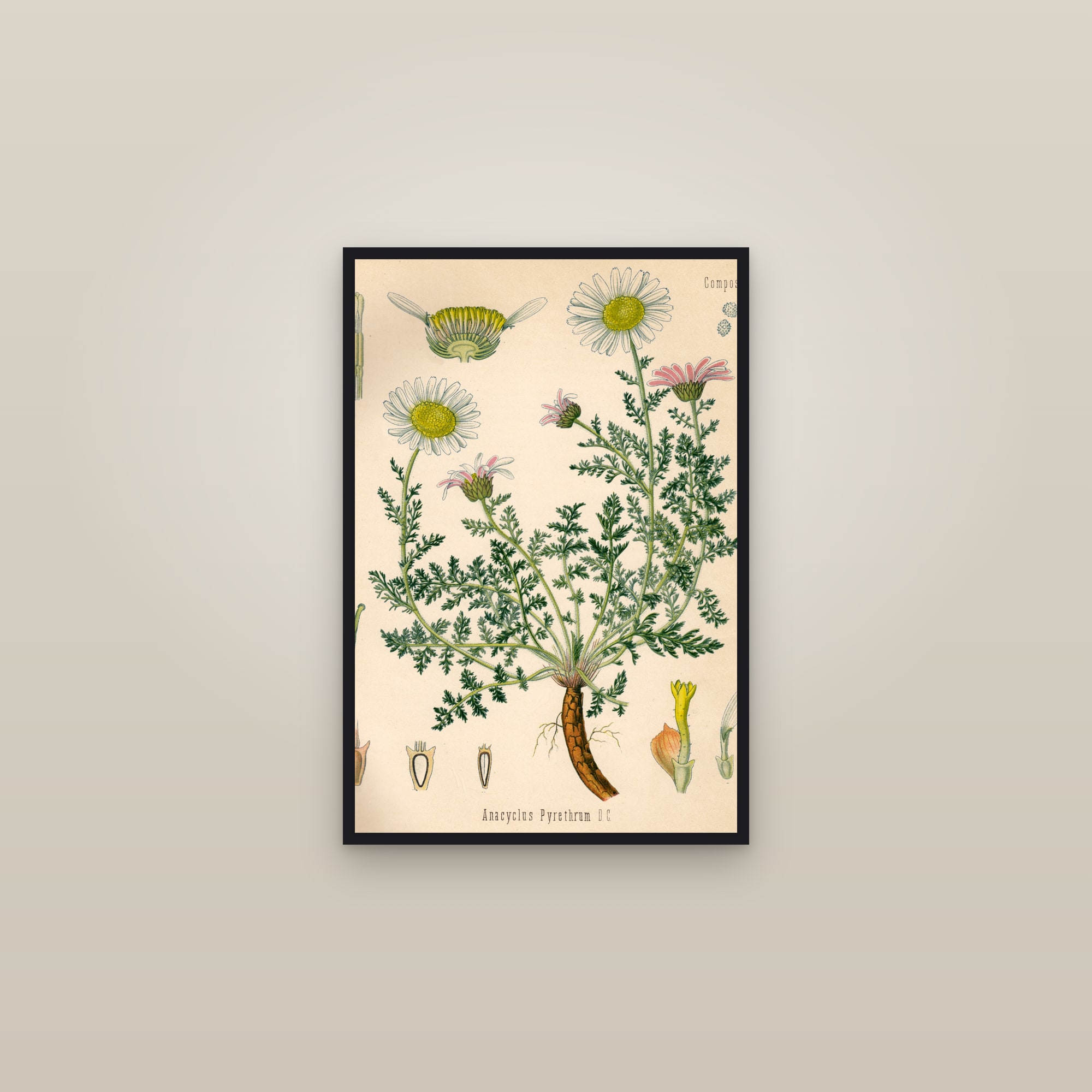 Pellitory