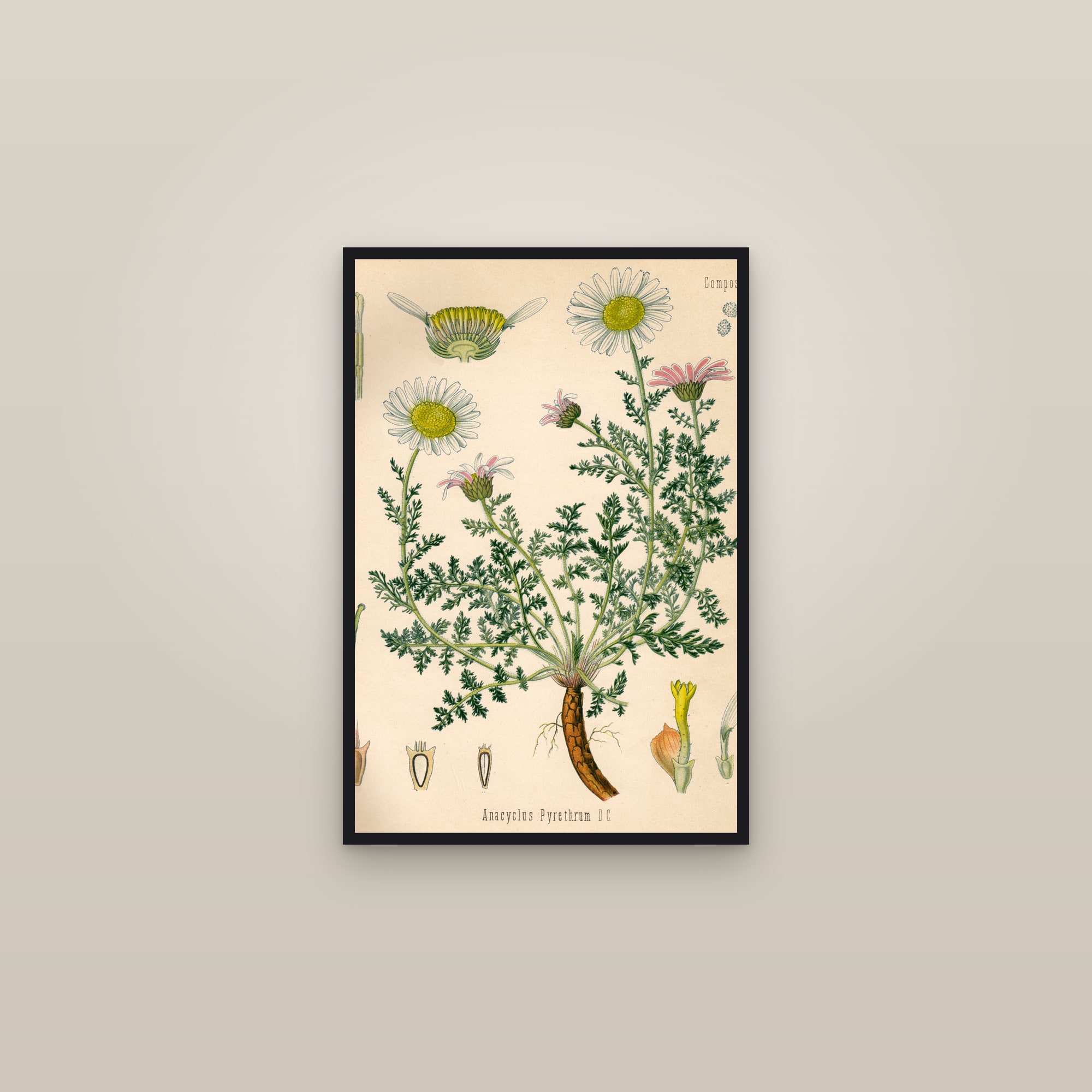 Pellitory — framed in a gallery setting