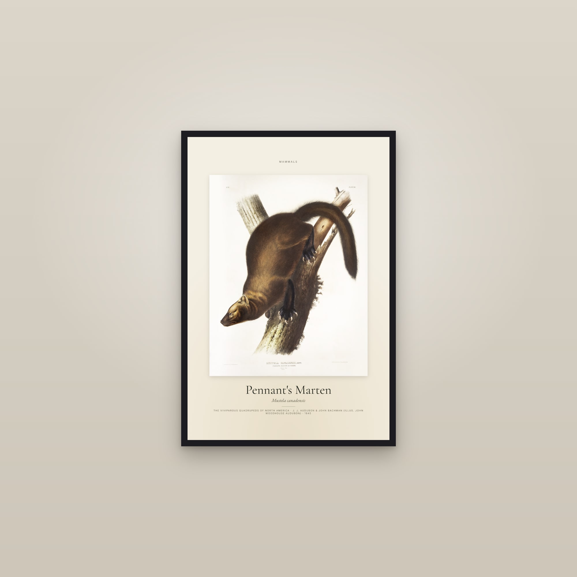 Pennant's Marten — Specimen — framed in a gallery setting