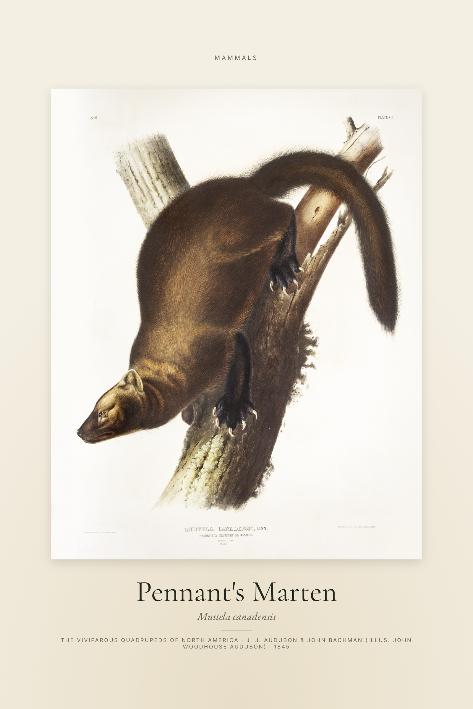 Pennant's Marten — Specimen