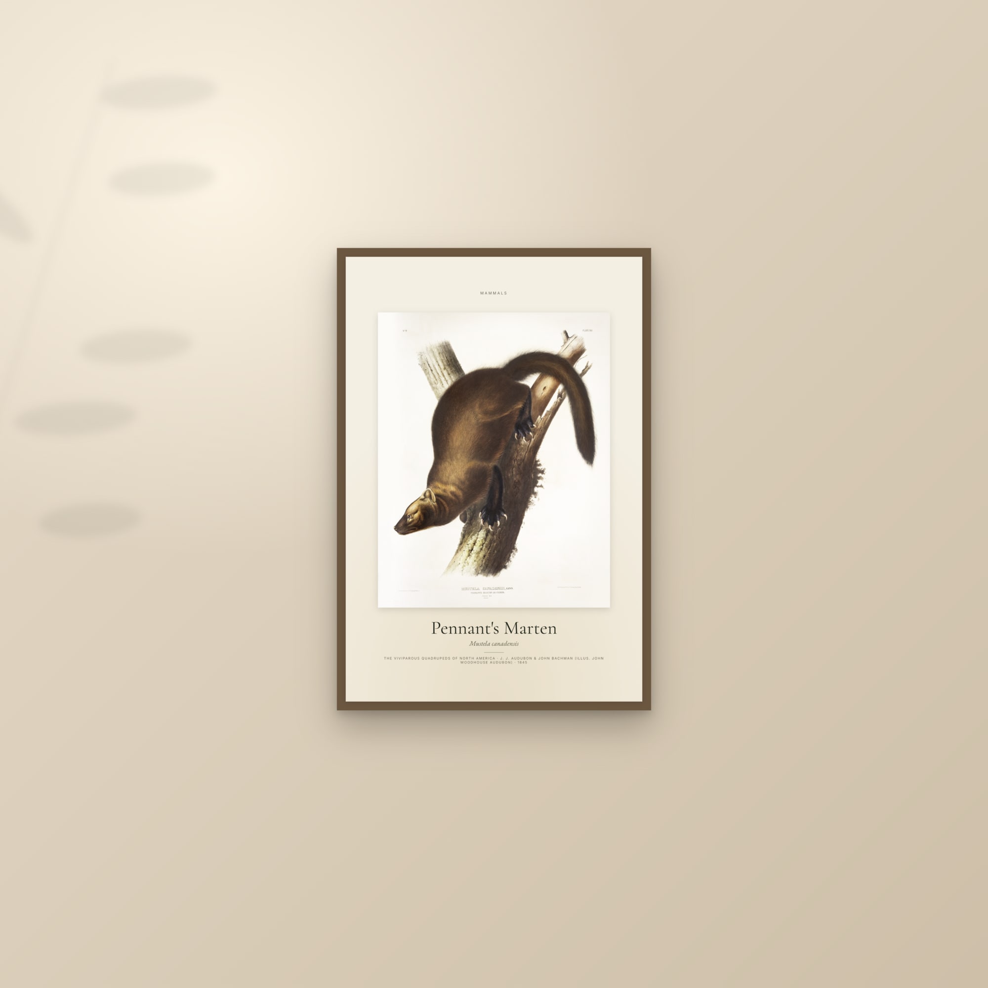 Pennant's Marten — Specimen — framed and styled on a sunlit wall