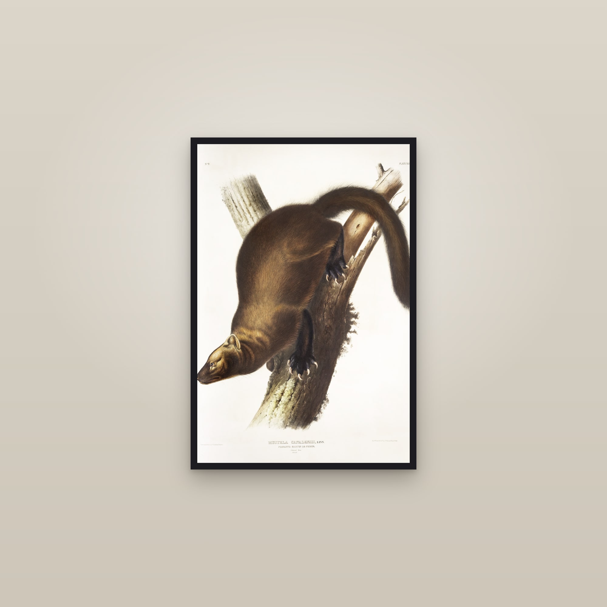 Pennant's Marten — framed in a gallery setting