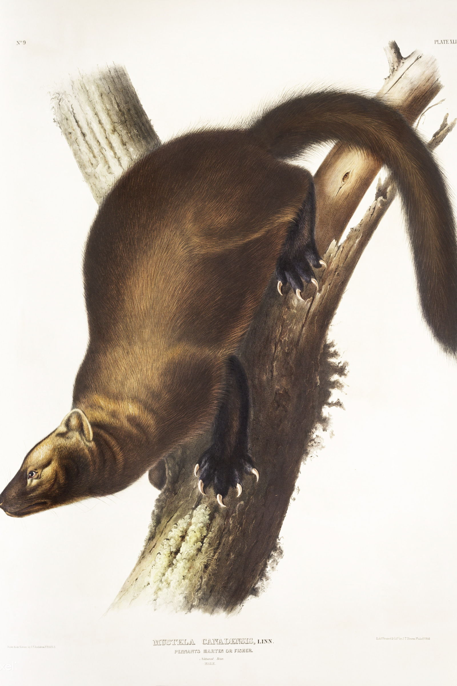 Pennant's Marten