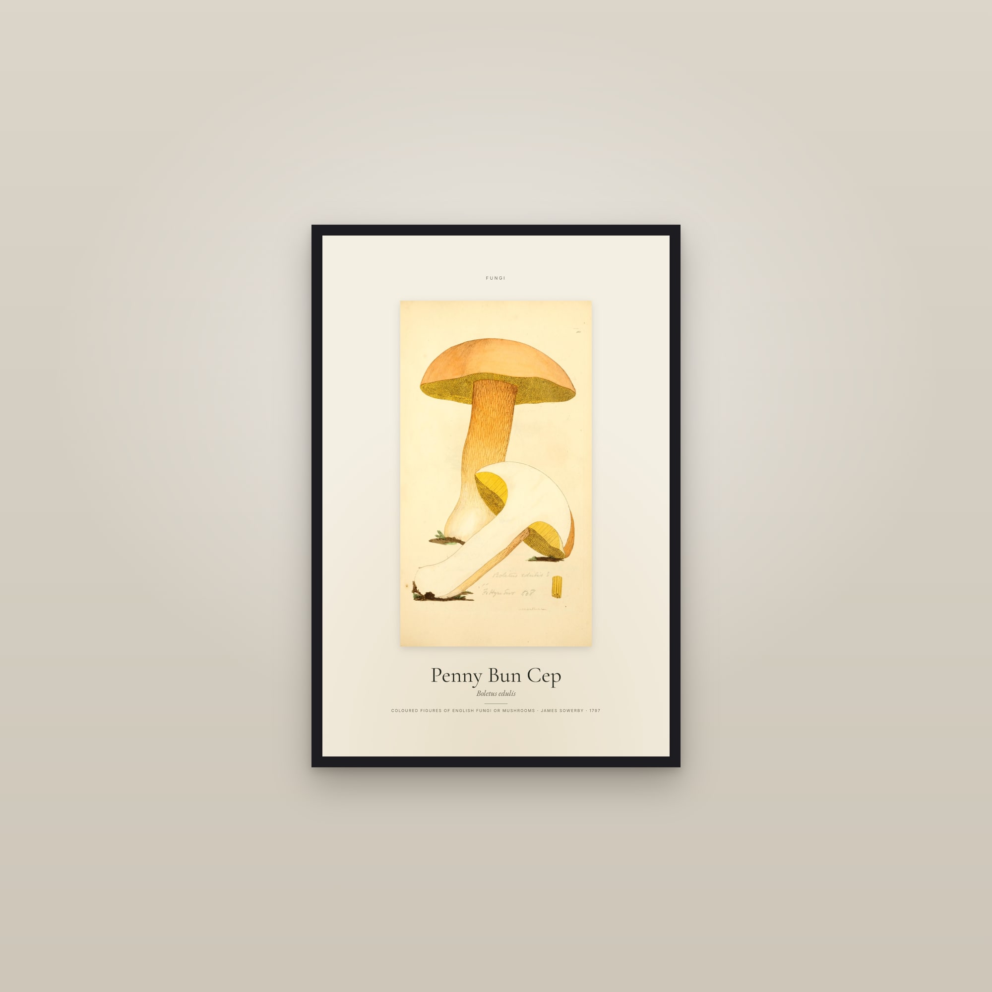 Penny Bun Cep — Specimen — framed in a gallery setting