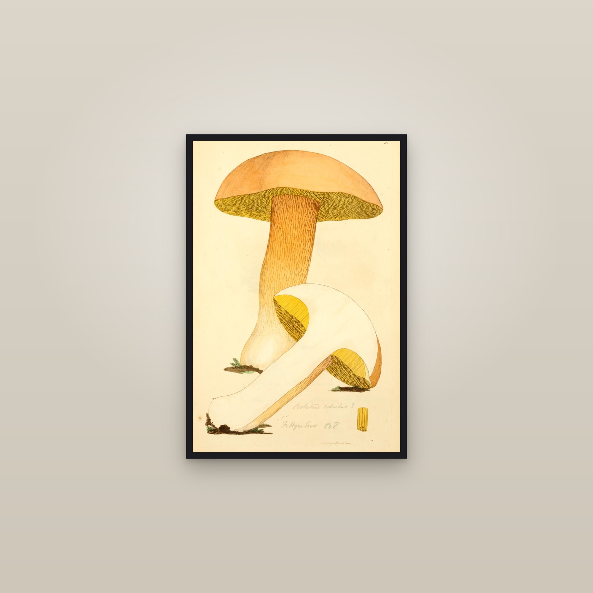 Penny Bun Cep — framed in a gallery setting