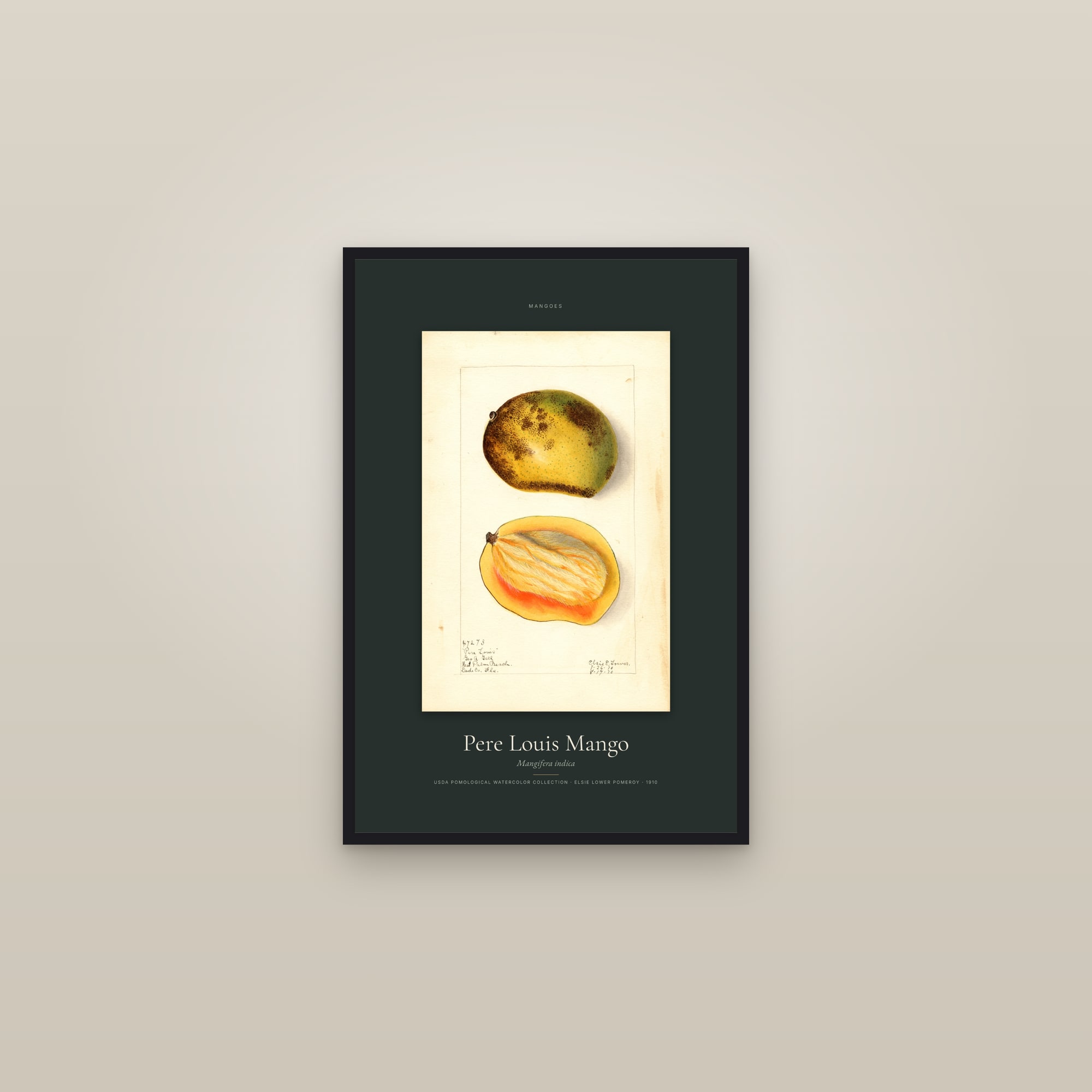 Pere Louis Mango — Specimen — framed in a gallery setting