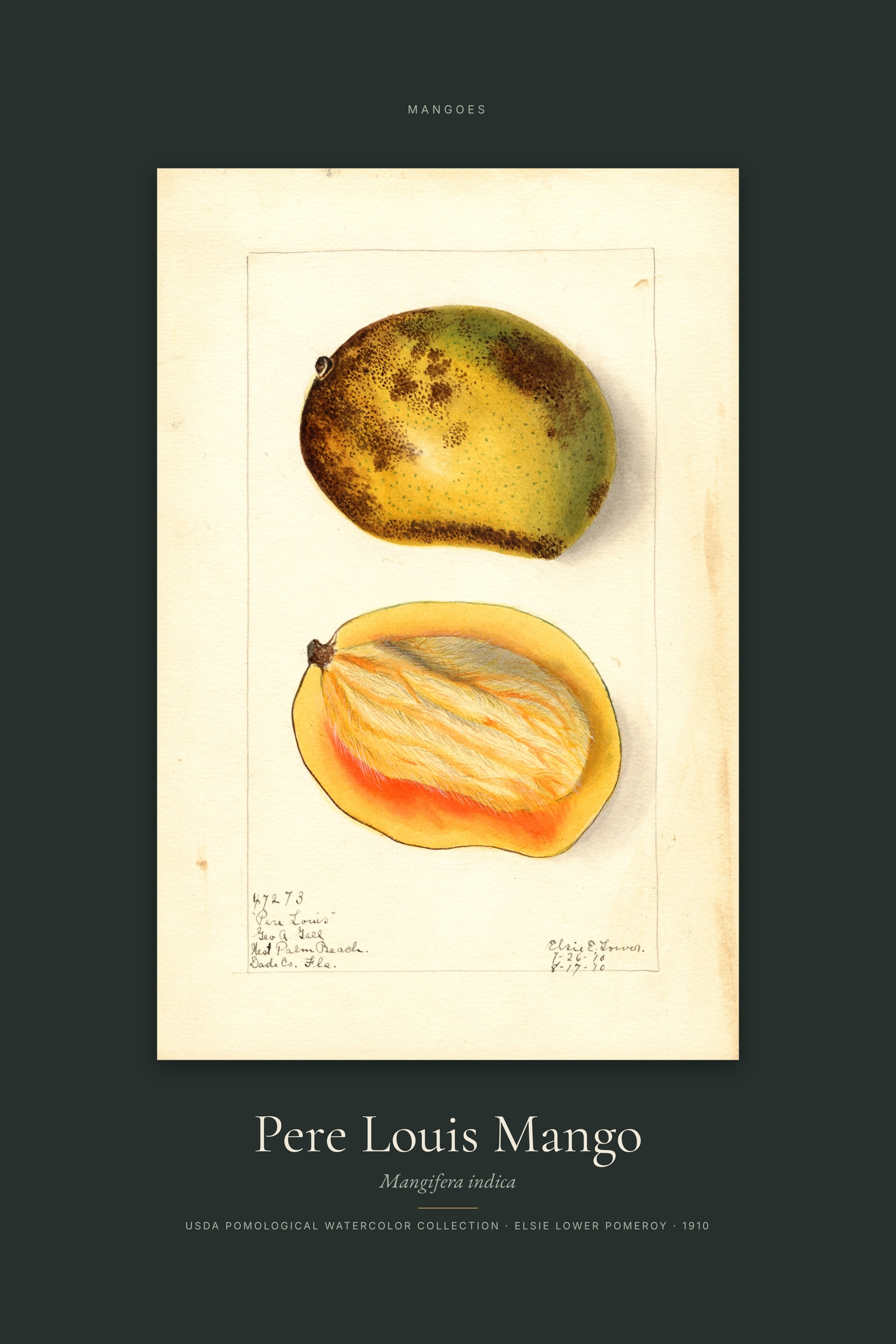 Pere Louis Mango — Specimen