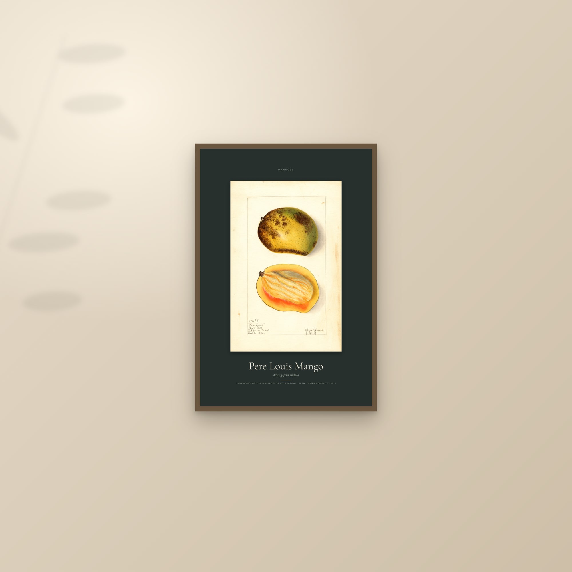 Pere Louis Mango — Specimen — framed and styled on a sunlit wall