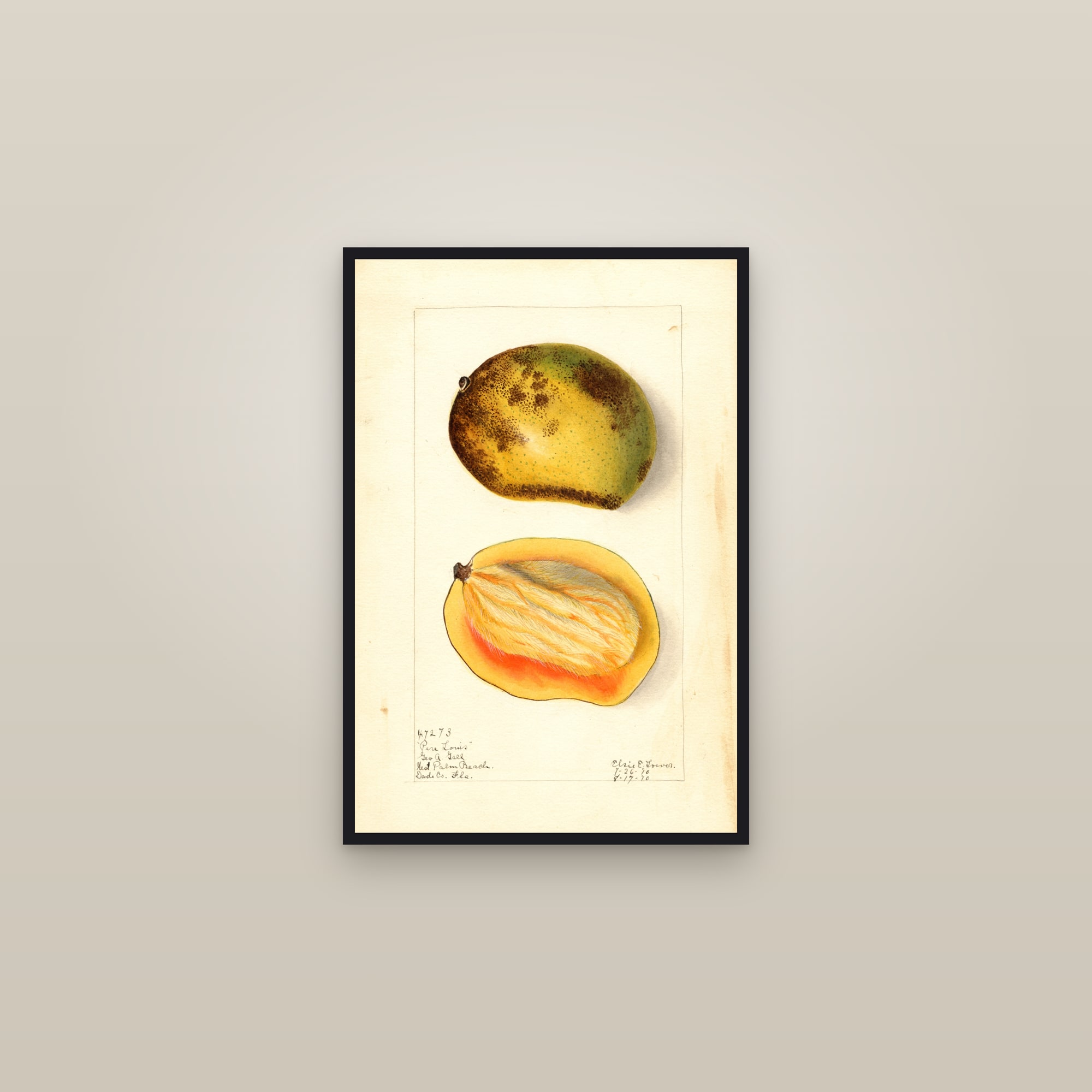 Pere Louis Mango — framed in a gallery setting